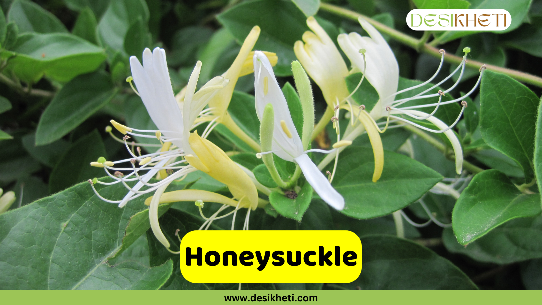 
A close-up of fragrant Honeysuckle flowers, featuring white and yellow blossoms with long stamens, set against a backdrop of lush green leaves. A yellow banner with the text "Honeysuckle" is displayed prominently. The top right corner includes the "DESIKHETI" logo, and the bottom center shows the website address "www.desikheti.com".