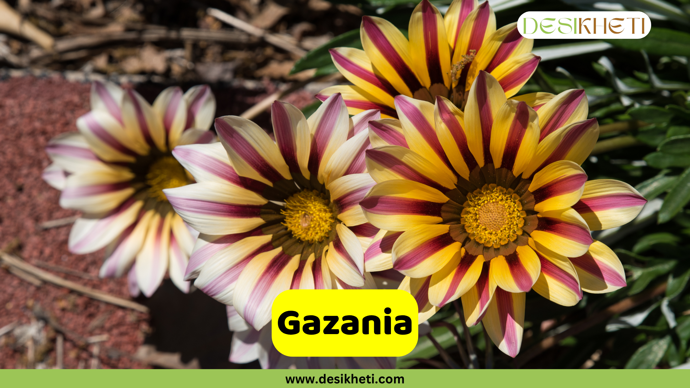 
Five colorful Gazania flowers in full bloom. Three flowers prominently feature yellow and dark red striped petals with yellow centers, while two others exhibit cream and light purple stripes. The text "Gazania" is displayed in a yellow box at the bottom, and the "DESIKHETI" logo and "www.desikheti.com" are also visible.