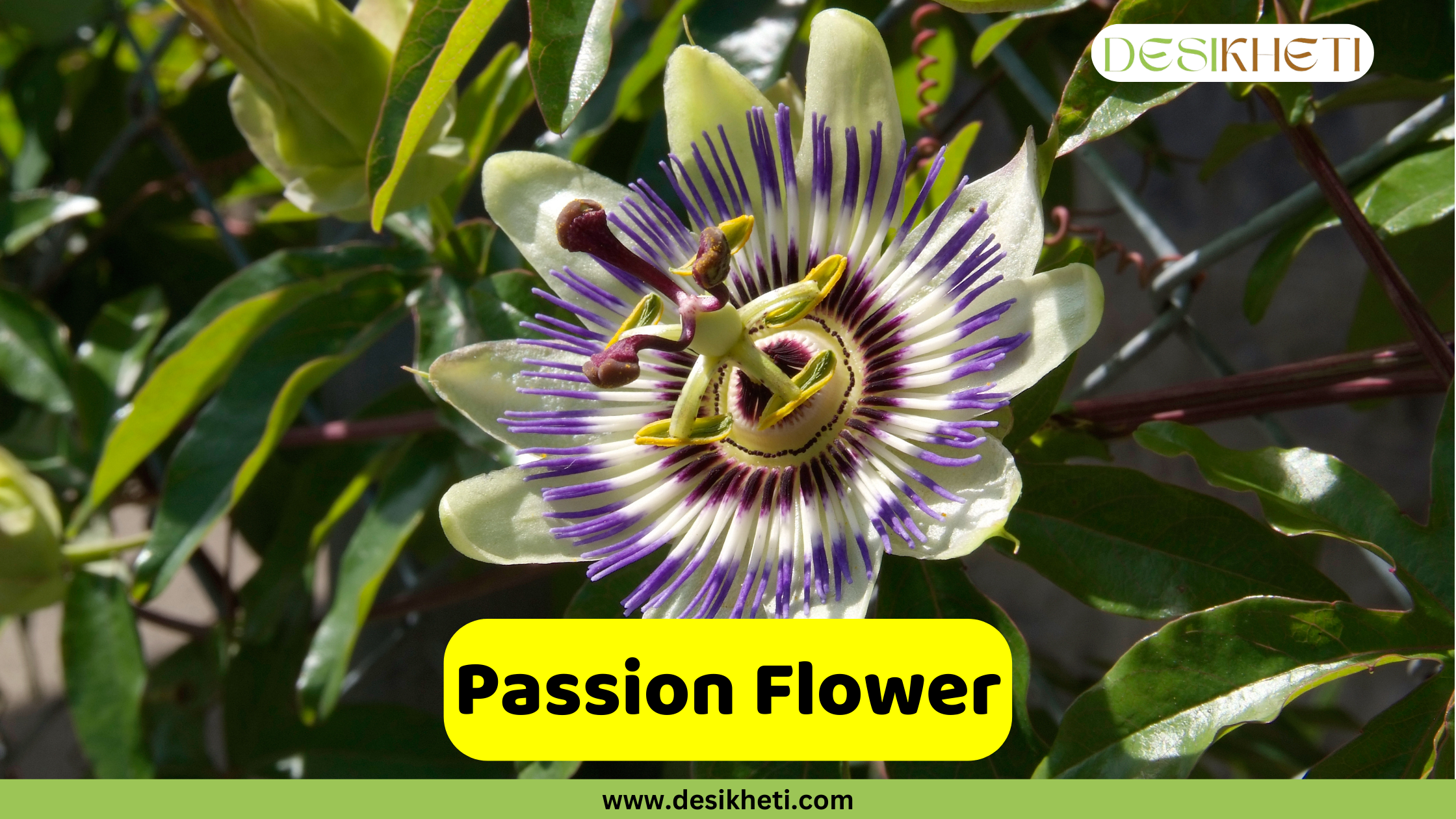 A close-up of a striking Passion Flower with white petals and a central corona of purple and white filaments. The flower is surrounded by green leaves and a blurred background. A yellow banner with the text "Passion Flower" is overlaid on the image. The top right corner includes the "DESIKHETI" logo, and the bottom center shows the website address "www.desikheti.com".