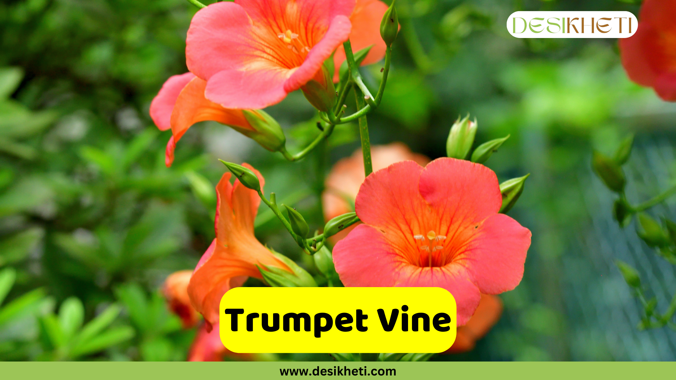 
A close-up of vibrant orange and red Trumpet Vine flowers with long, trumpet-shaped blooms and green foliage in the background. A yellow banner with the text "Trumpet Vine" is prominently displayed. The top right corner includes the "DESIKHETI" logo, and the bottom center features the website address "www.desikheti.com".