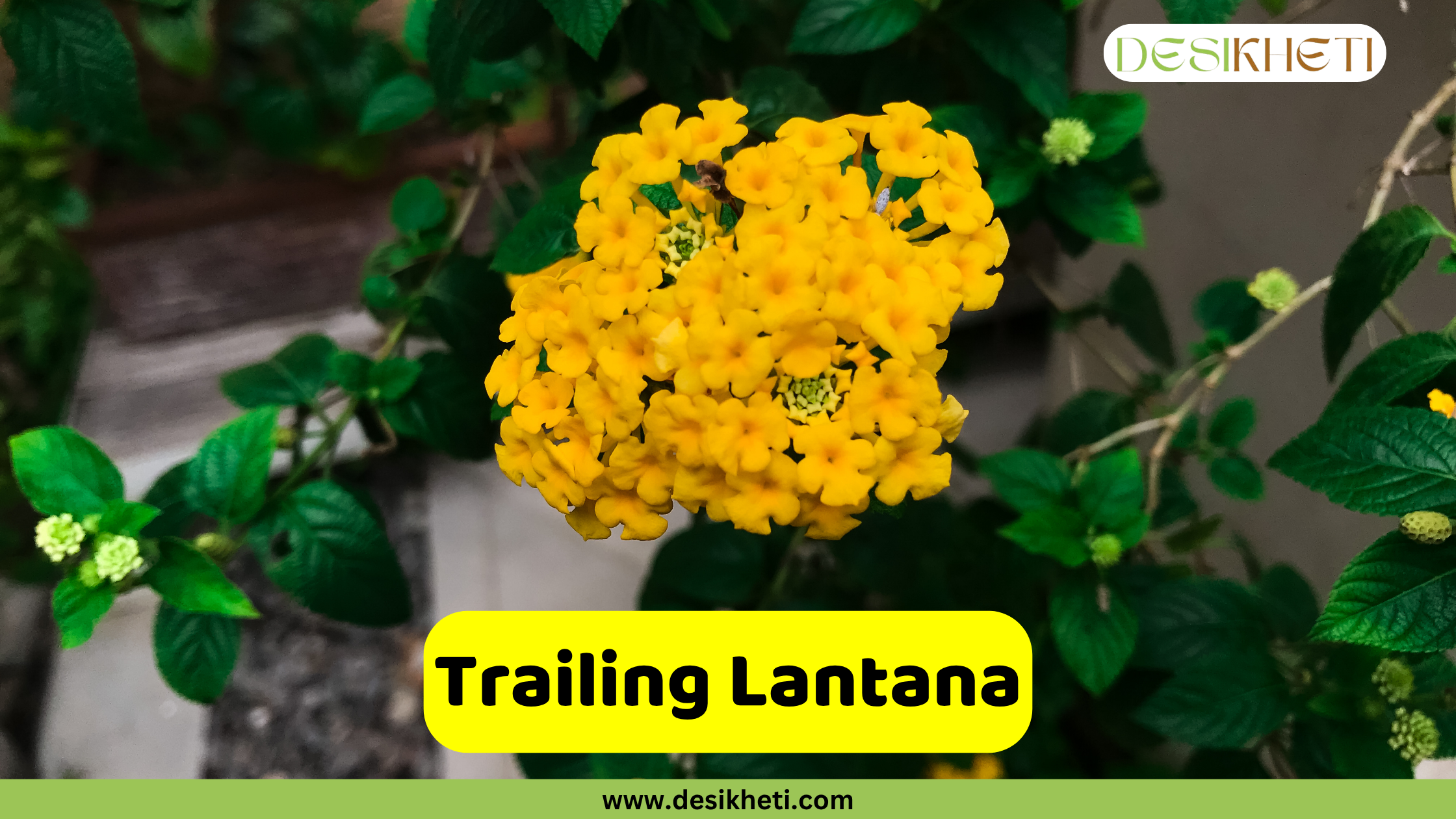 
A bright cluster of yellow trailing lantana flowers with green leaves in the background. The text "Trailing Lantana" is displayed in a yellow box at the bottom, and the "DESIKHETI" logo and "www.desikheti.com" are also visible.







