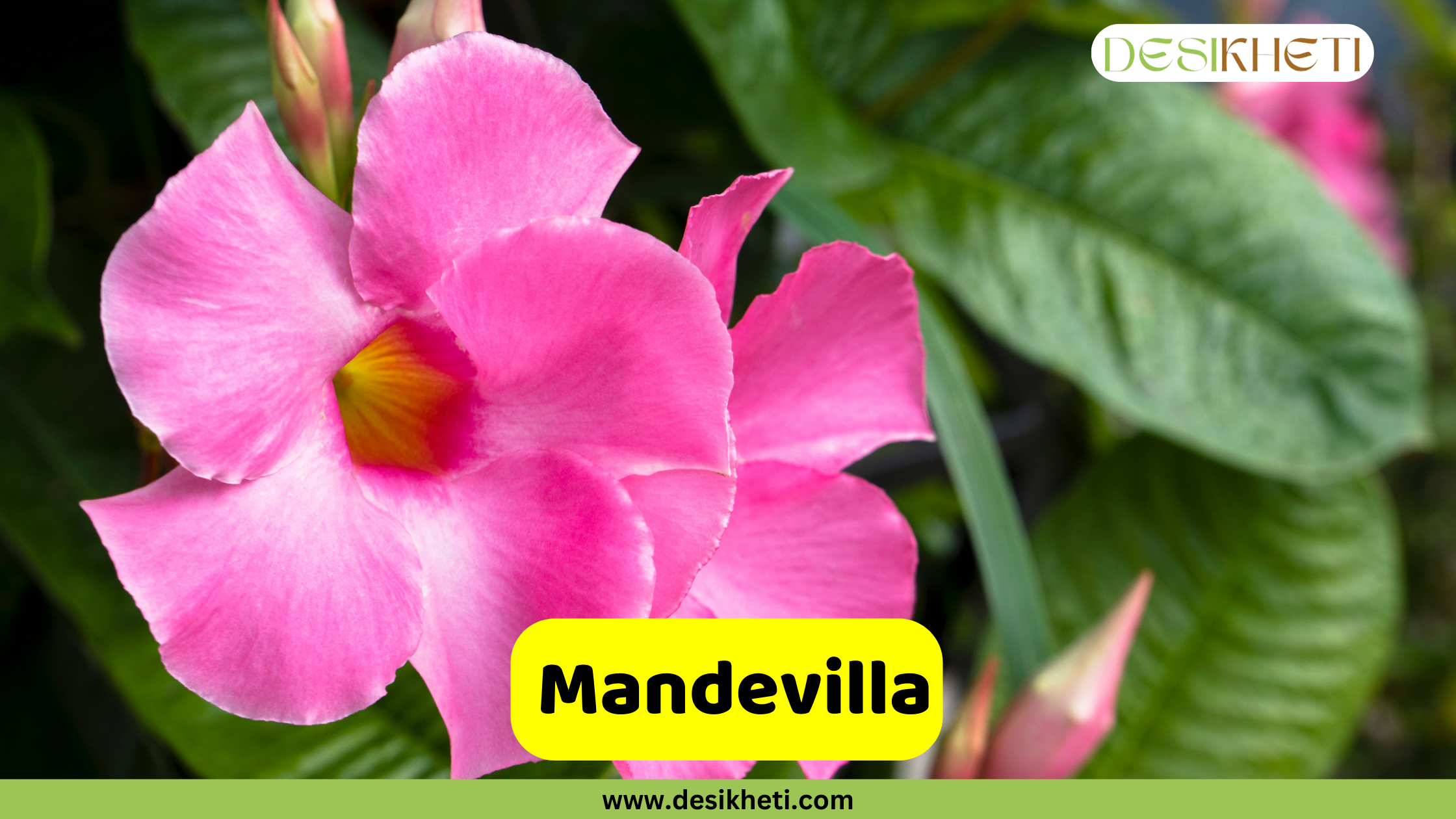 A close-up of vibrant pink Mandevilla flowers with yellowish centers, surrounded by dark green leaves and a pink bud. A bright yellow banner with the text "Mandevilla" is prominently displayed. The top right corner features the "DESIKHETI" logo, and the bottom center includes the website address "www.desikheti.com".