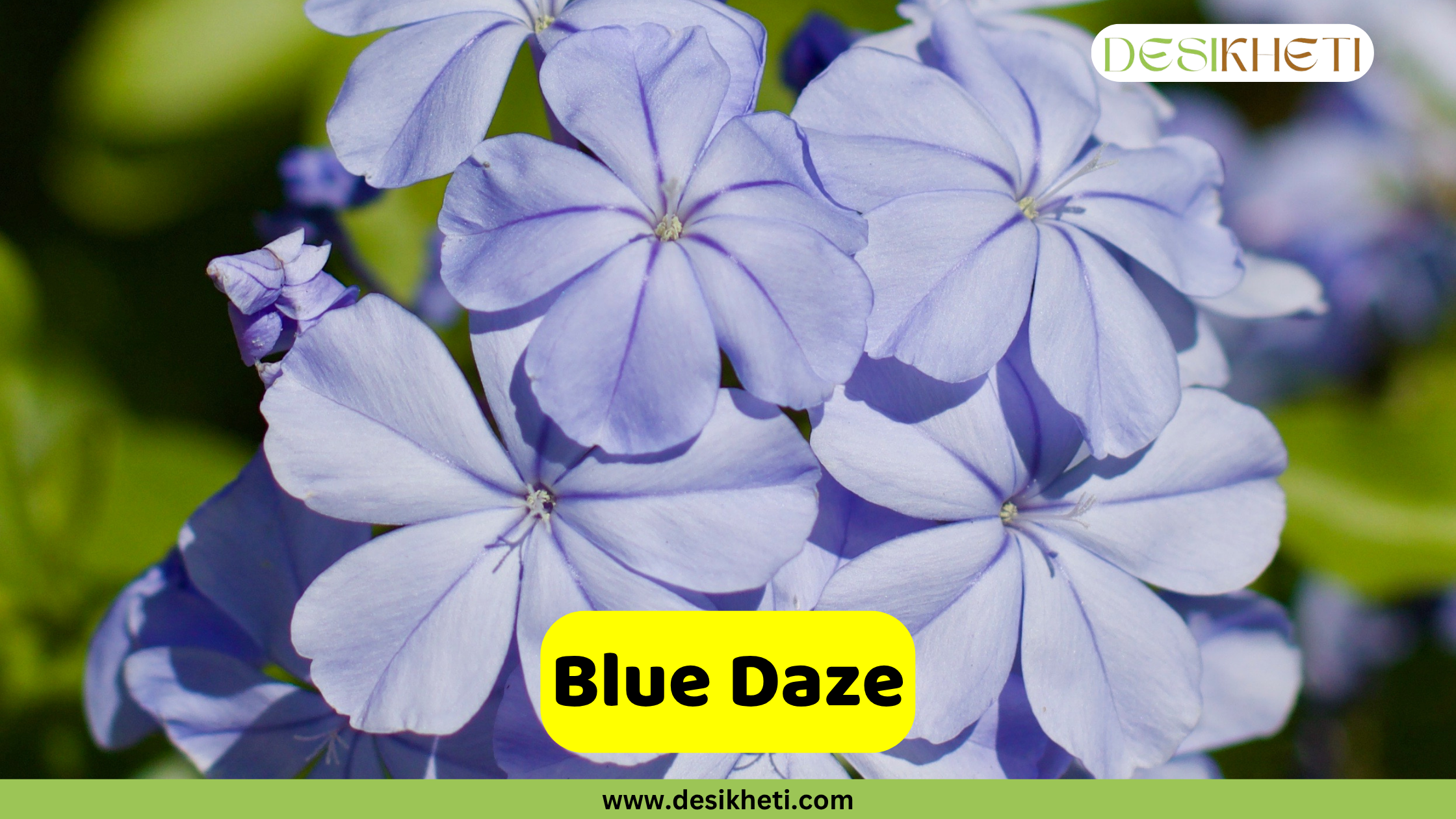 
A close-up of several vibrant blue daze flowers, each with five petals, blooming amongst green foliage. The text "Blue Daze" is displayed in a yellow box at the bottom, and the "DESIKHETI" logo and "www.desikheti.com" are also visible.
