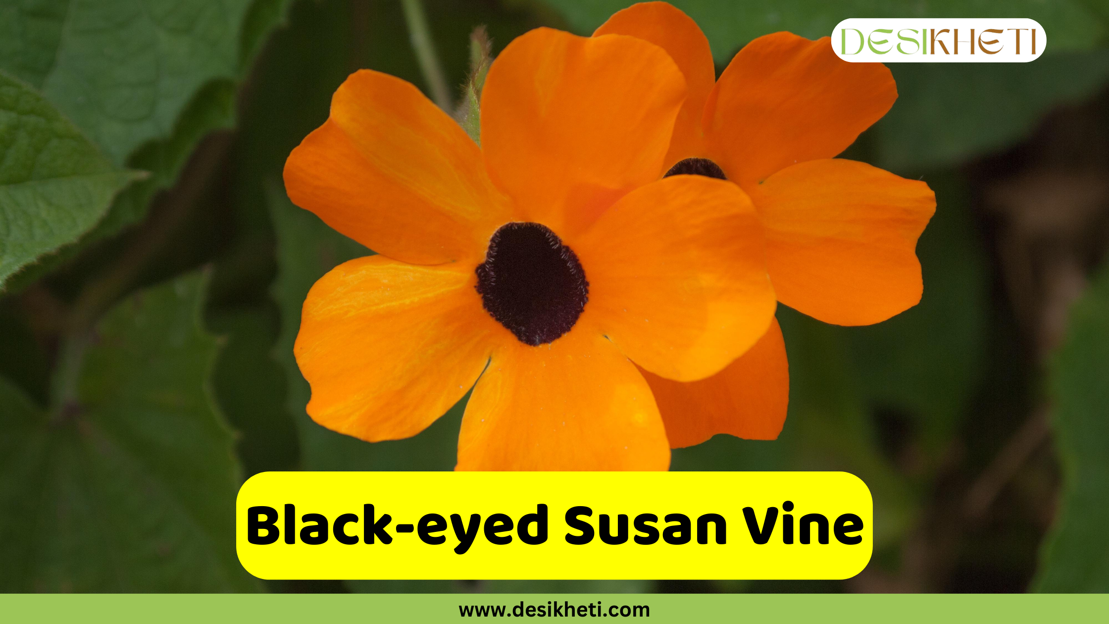 A close-up of two bright orange Black-eyed Susan Vine flowers with distinct black centers, surrounded by lush green foliage. A yellow banner with the text "Black-eyed Susan Vine" is displayed prominently. The top right corner includes the "DESIKHETI" logo, and the bottom center features the website address "www.desikheti.com".








