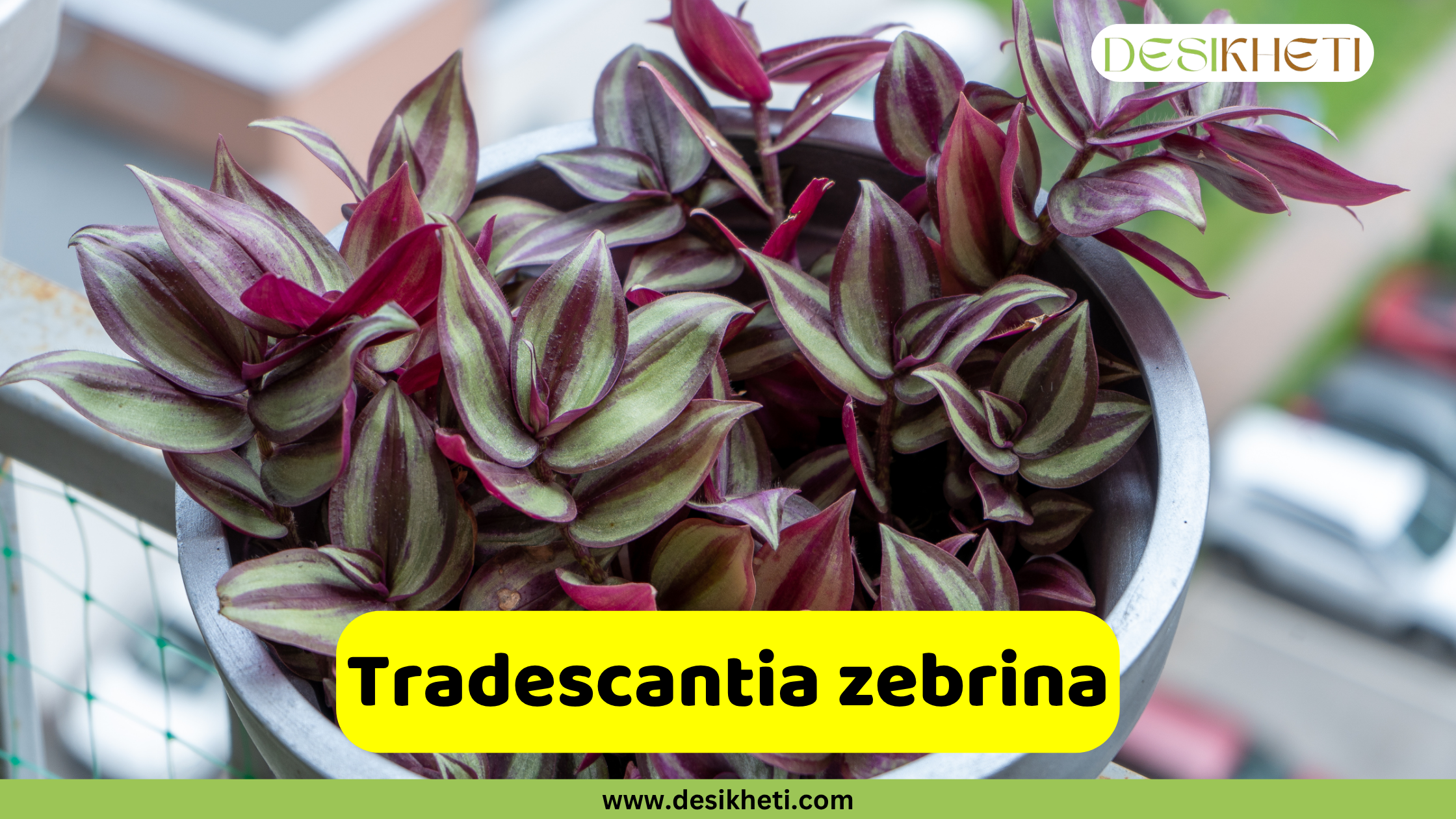 
A potted Tradescantia zebrina, commonly known as Wandering Jew or Inchplant, showcasing its vibrant, striped leaves with shades of green, silver, and deep purple. The plant is in a grey pot with a blurred outdoor background. A yellow text box in the foreground reads "Tradescantia zebrina". The "DESIKHETI" logo is in the top right corner, and "www.desikheti.com" is at the bottom of the image.