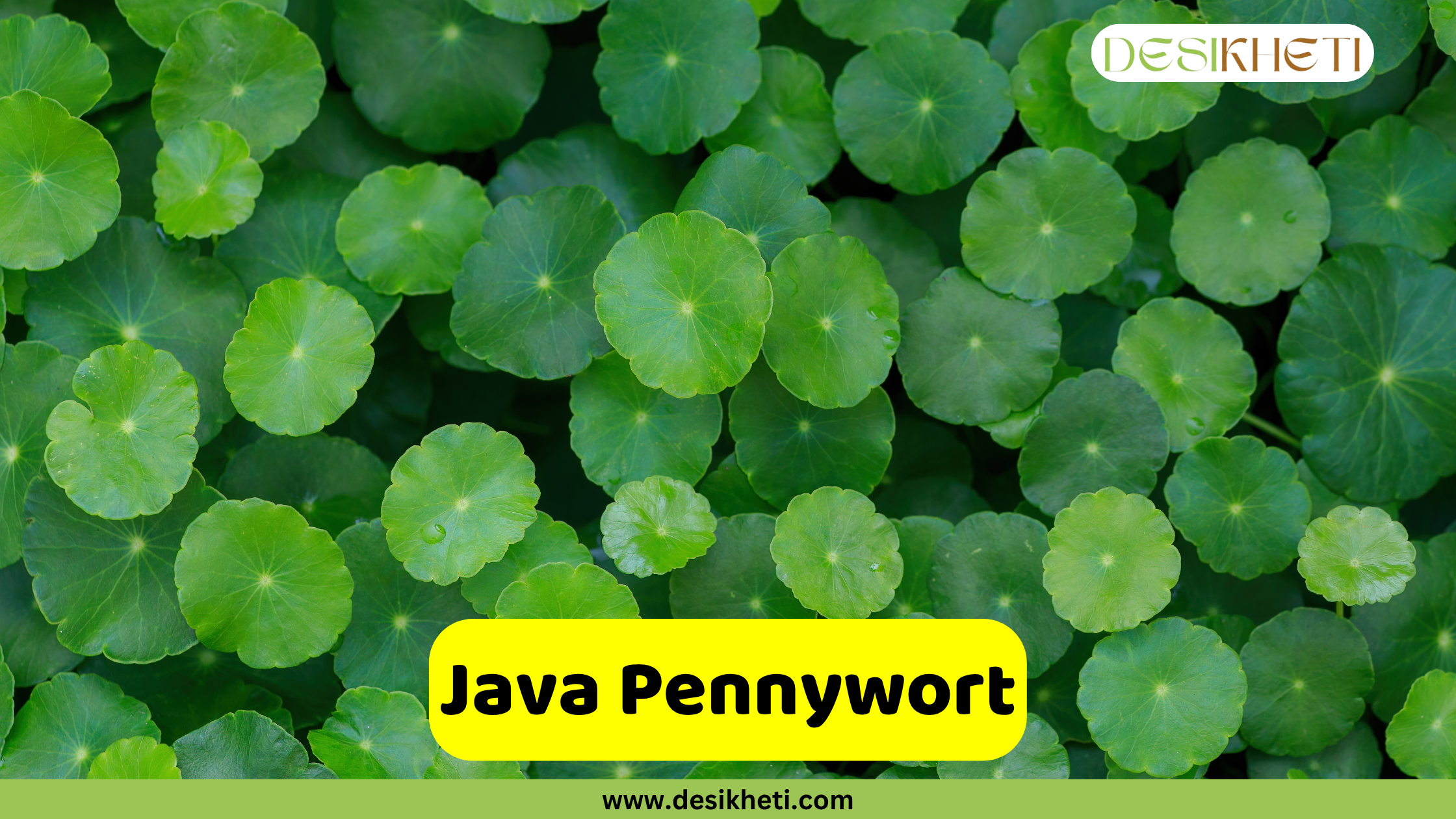 A lush, close-up view of Java Pennywort, also known as Hydrocotyle sibthorpioides, showing its numerous small, round, vibrant green leaves densely covering a surface. A yellow text box in the lower middle of the image reads "Java Pennywort". The "DESIKHETI" logo is in the top right corner, and "www.desikheti.com" is at the bottom of the image.