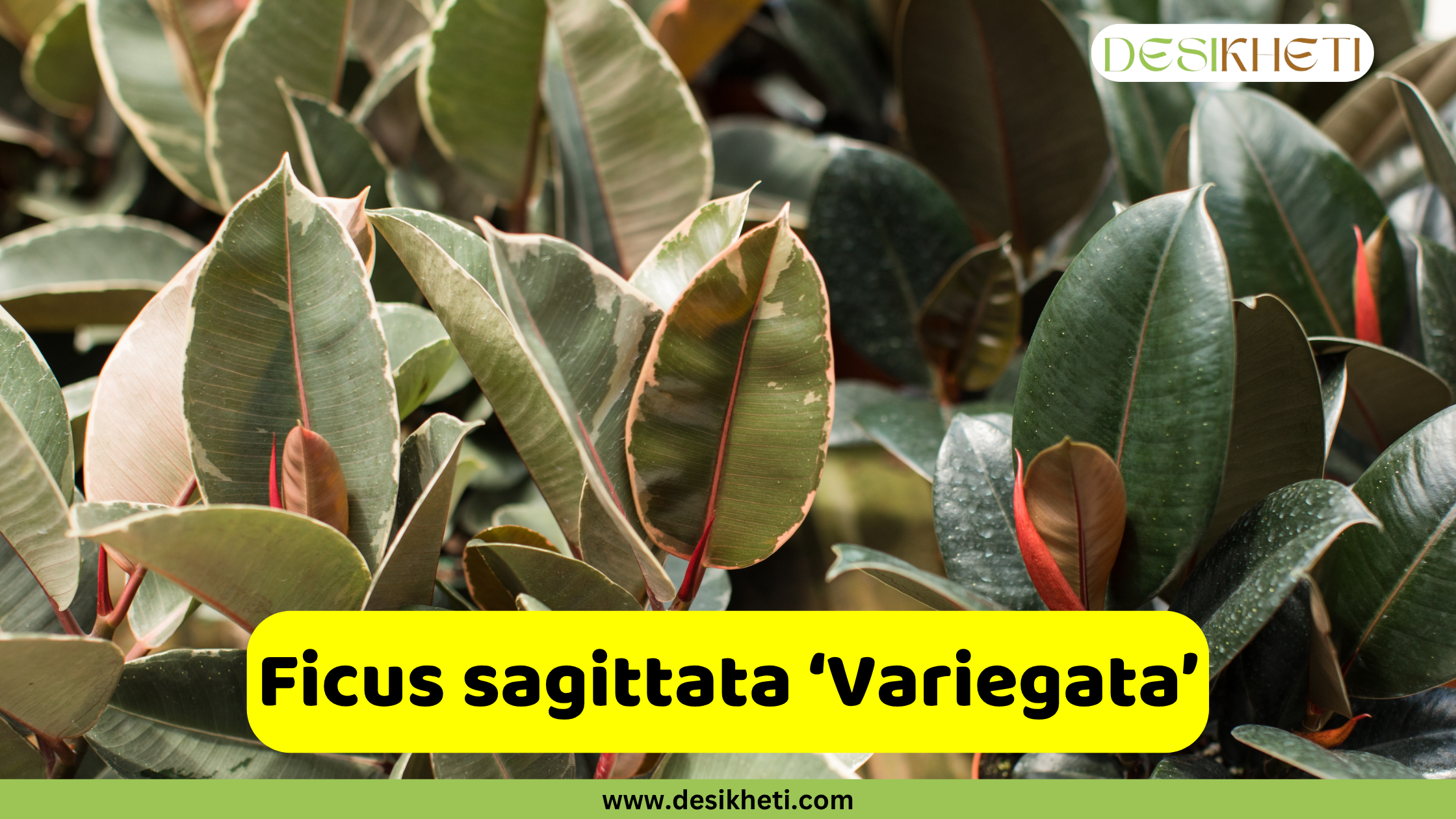 
A close-up of a Ficus sagittata 'Variegata' plant, showcasing its elongated, pointed leaves with prominent creamy-white variegation along the edges, contrasting with the green centers. Some new reddish-brown leaves are emerging. A yellow text box in the foreground reads "Ficus sagittata 'Variegata'". The "DESIKHETI" logo is in the top right corner, and "www.desikheti.com" is at the bottom of the image.