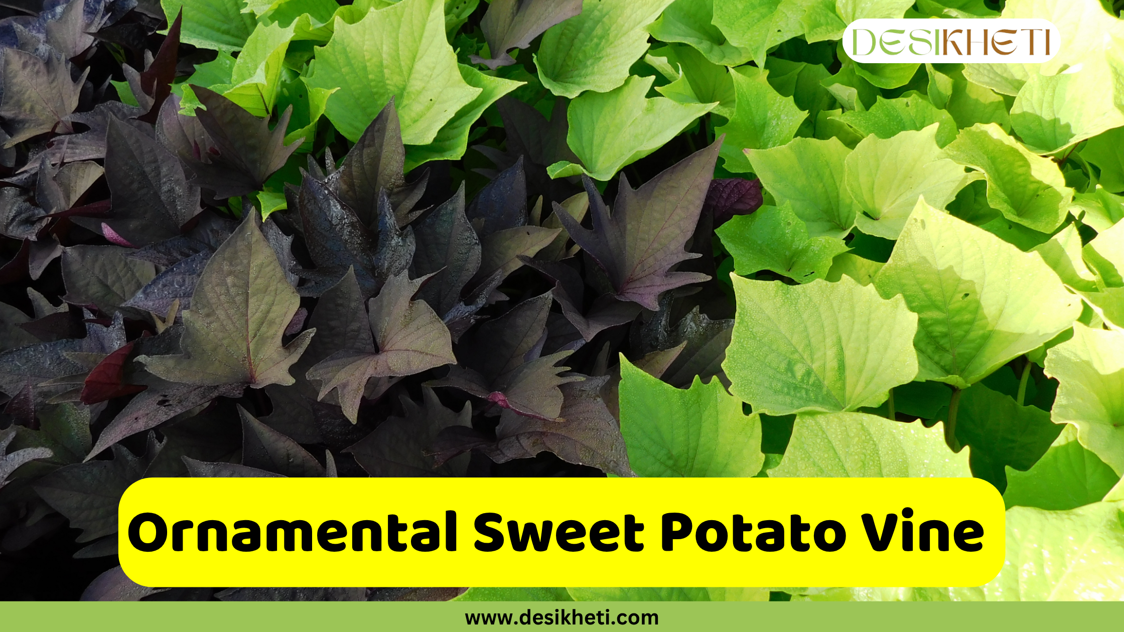 A striking contrast of Ornamental Sweet Potato Vine foliage, with a large section of dark, almost black, purple leaves on the left, and bright chartreuse green leaves on the right. A yellow text box in the lower middle of the image reads "Ornamental Sweet Potato Vine". The "DESIKHETI" logo is in the top right corner, and "www.desikheti.com" is at the bottom of the image.