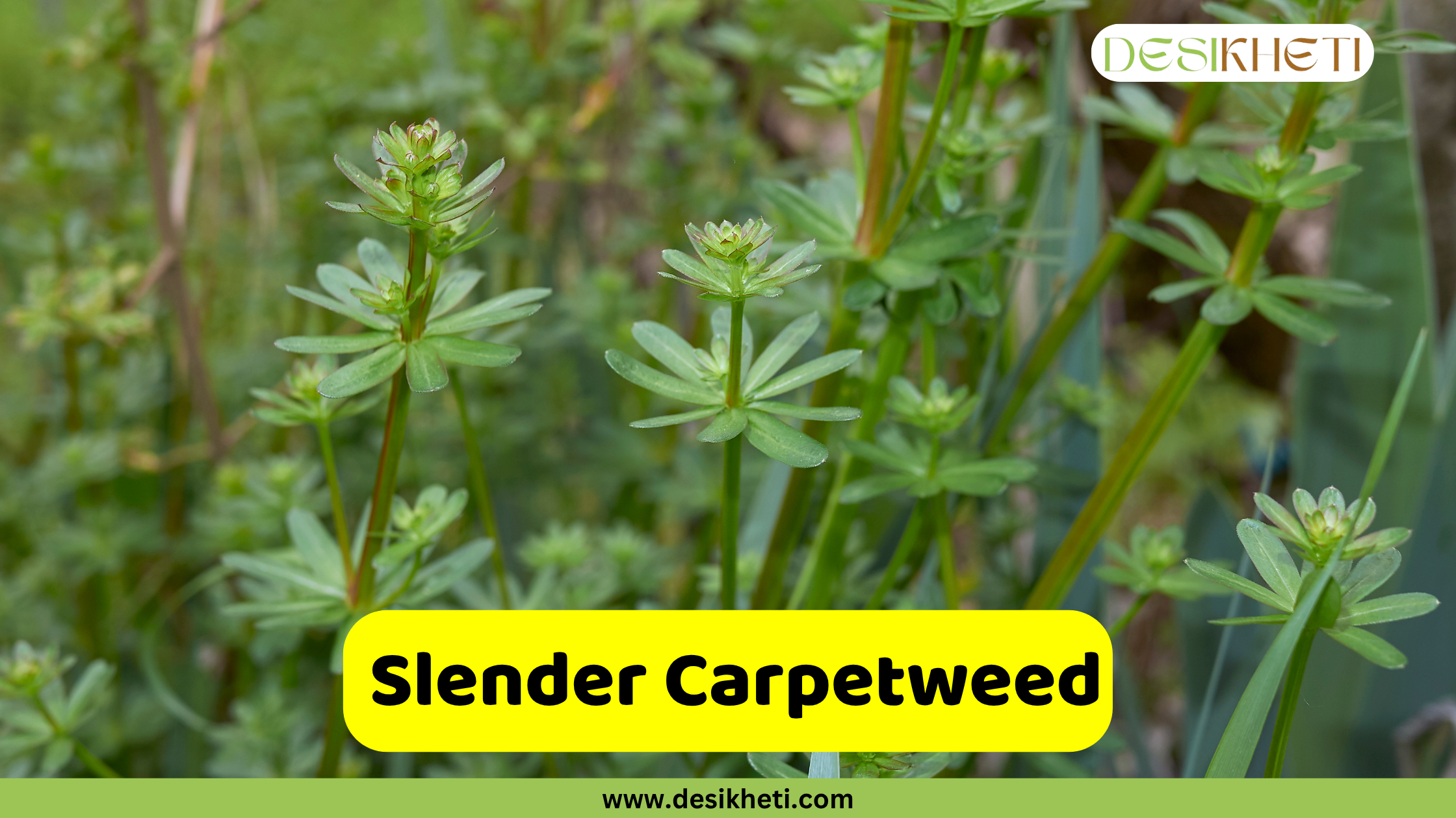 
A close-up of Slender Carpetweed, Mollugo verticillata, showing its slender stems with whorls of narrow, green leaves and small, inconspicuous green-white flowers at the nodes. The background is a blur of similar green foliage. A yellow text box in the lower middle of the image reads "Slender Carpetweed". The "DESIKHETI" logo is in the top right corner, and "www.desikheti.com" is at the bottom of the image.