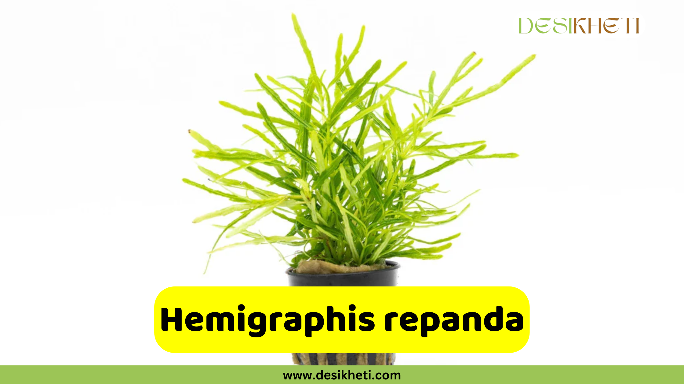
A Hemigraphis repanda plant, also known as Wavy Leaf Hemigraphis, in a black pot, set against a plain white background. The plant features narrow, elongated, slightly wavy green leaves that radiate outwards. A yellow text box in the foreground reads "Hemigraphis repanda". The "DESIKHETI" logo is in the top right corner, and "www.desikheti.com" is at the bottom of the image.








