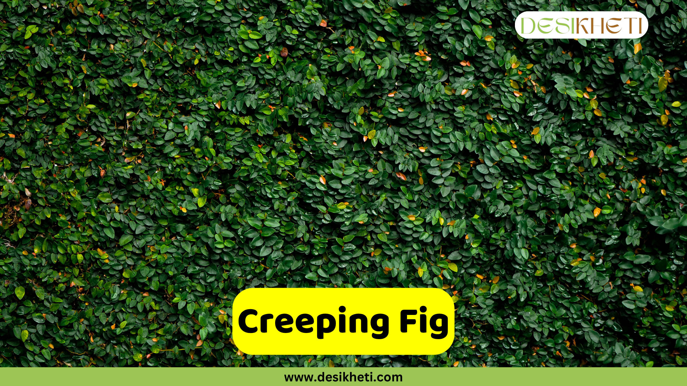 
A dense wall covered in Creeping Fig, Ficus pumila, showing its small, overlapping, dark green leaves creating a textured green surface. A few leaves have hints of yellow or orange. A yellow text box in the lower middle of the image reads "Creeping Fig". The "DESIKHETI" logo is in the top right corner, and "www.desikheti.com" is at the bottom of the image.