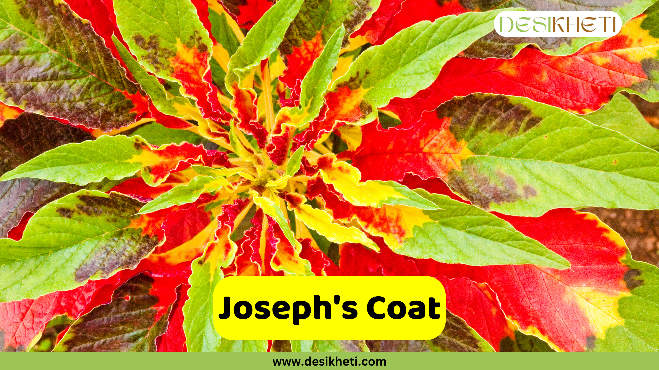 
A close-up of a Joseph's Coat plant, displaying vibrant, variegated leaves in shades of red, yellow, and green. The leaves show intricate patterns with serrated edges and a central burst of color. A yellow text box at the bottom of the image reads "Joseph's Coat". The "DESIKHETI" logo is visible in the top right corner, and "www.desikheti.com" is at the very bottom.