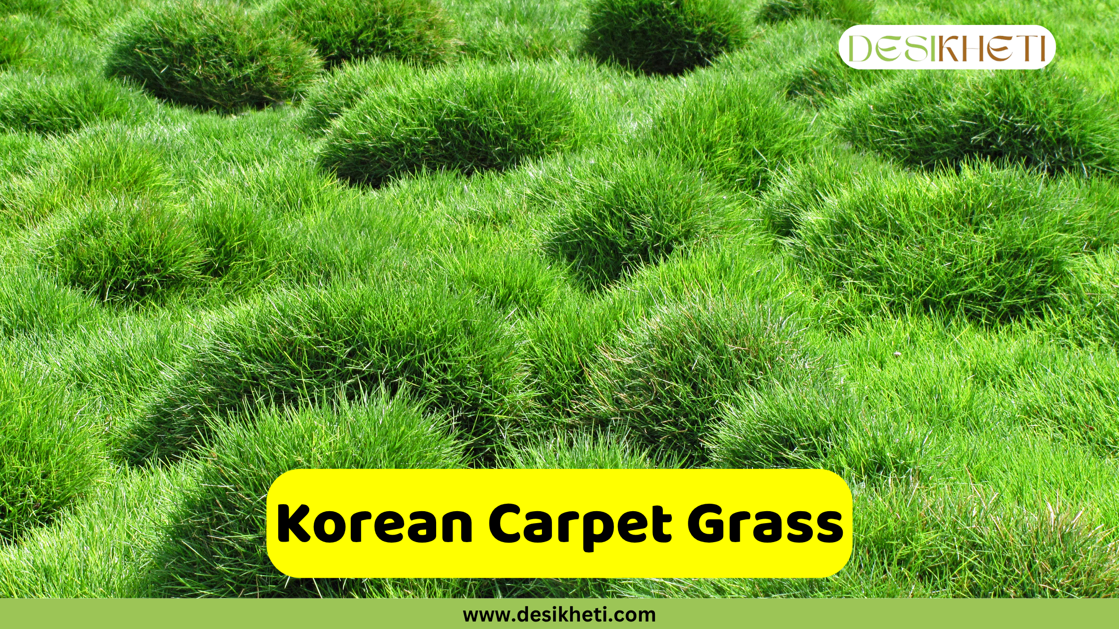 
A lush green expanse of Korean Carpet Grass, showing its characteristic dense, mounding growth habit, creating a textured, undulating surface. A yellow text box in the lower middle of the image reads "Korean Carpet Grass". The "DESIKHETI" logo is in the top right corner, and "www.desikheti.com" is at the bottom of the image.