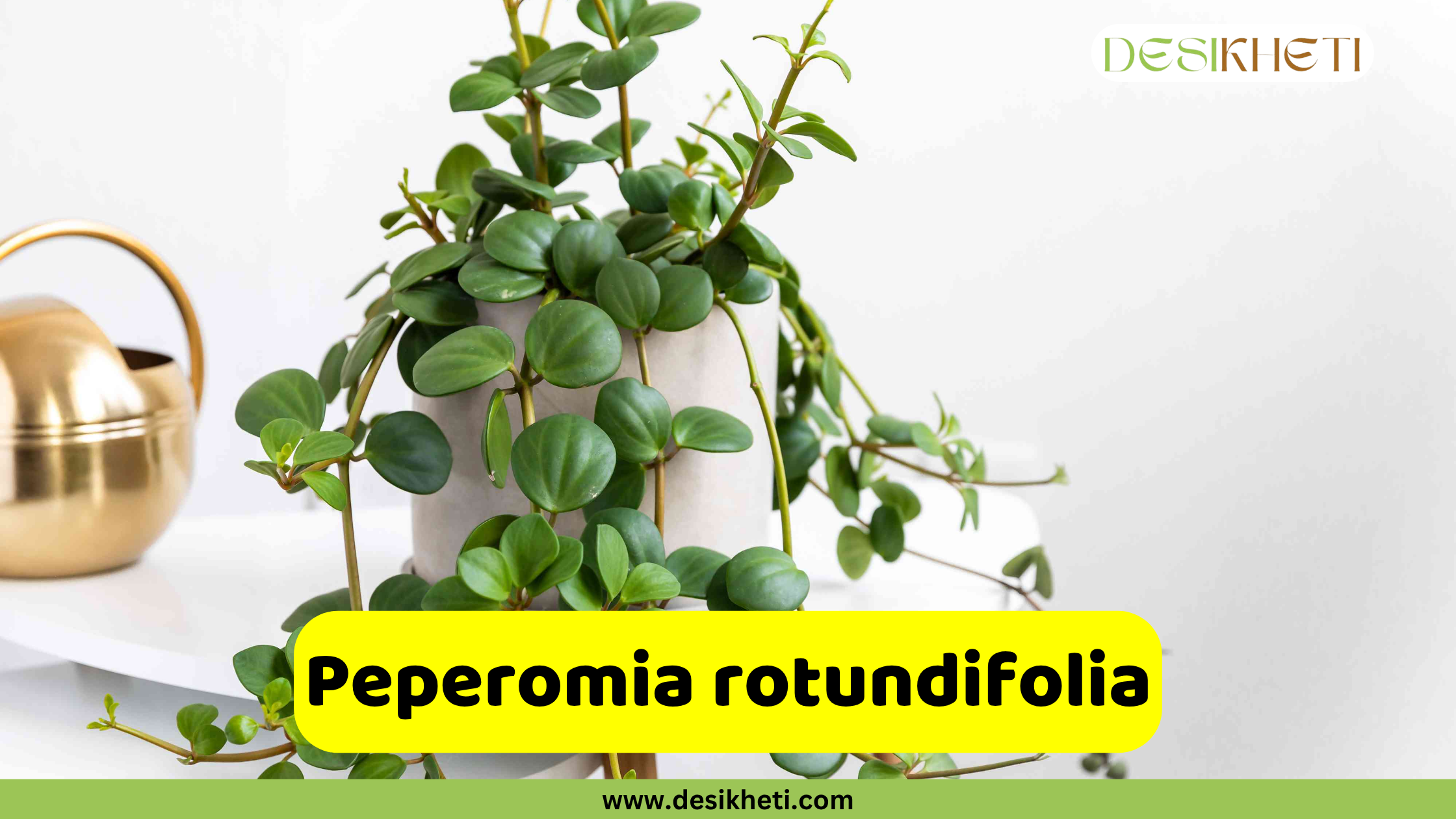 
A potted Peperomia rotundifolia plant, also known as the radiator plant or round-leaf peperomia, with its small, round, succulent-like green leaves cascading down from a light gray pot. A golden watering can is partially visible to the left. A yellow text box in the foreground reads "Peperomia rotundifolia". The "DESIKHETI" logo is in the top right corner, and "www.desikheti.com" is at the bottom of the image.