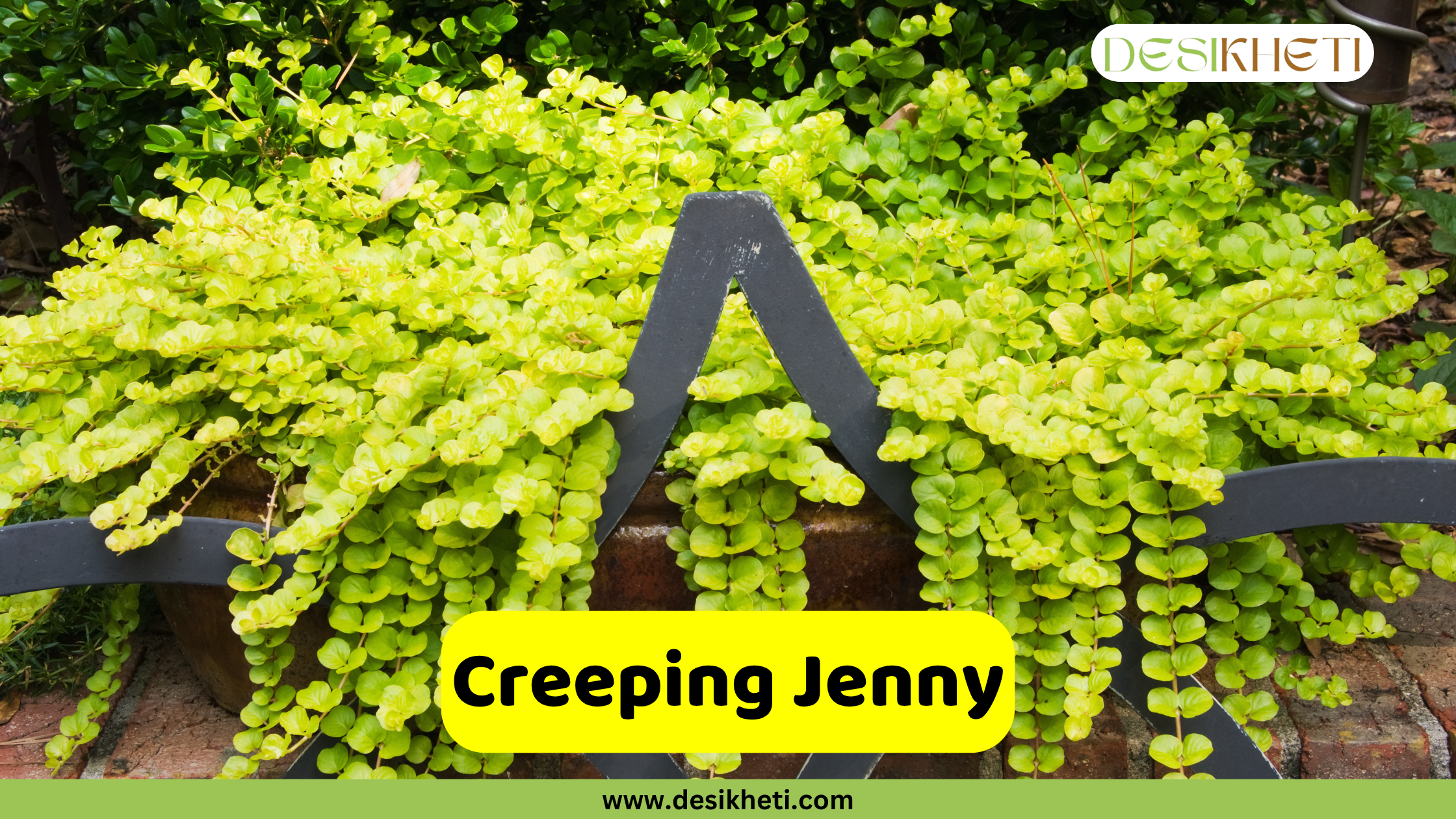 
A vibrant Creeping Jenny plant, also known as Lysimachia nummularia 'Aurea', with its characteristic chartreuse to golden-yellow leaves cascading over the edge of a dark-colored planter. Behind it, other green foliage is visible. A yellow text box in the foreground reads "Creeping Jenny". The "DESIKHETI" logo is in the top right corner, and "www.desikheti.com" is at the bottom of the image.