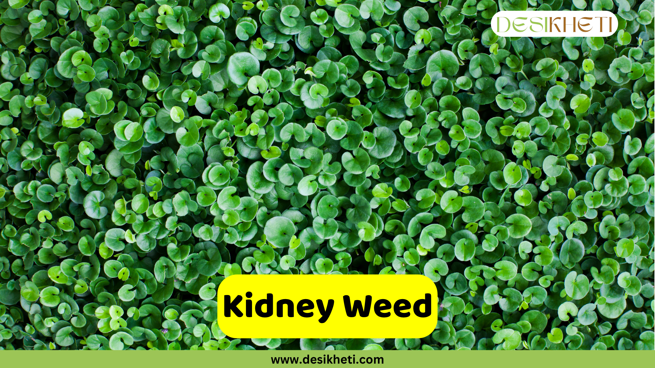 
A dense groundcover of Kidney Weed, Dichondra repens, showing numerous small, kidney-shaped green leaves creating a lush, textured carpet. A yellow text box in the lower middle of the image reads "Kidney Weed". The "DESIKHETI" logo is in the top right corner, and "www.desikheti.com" is at the bottom of the image.