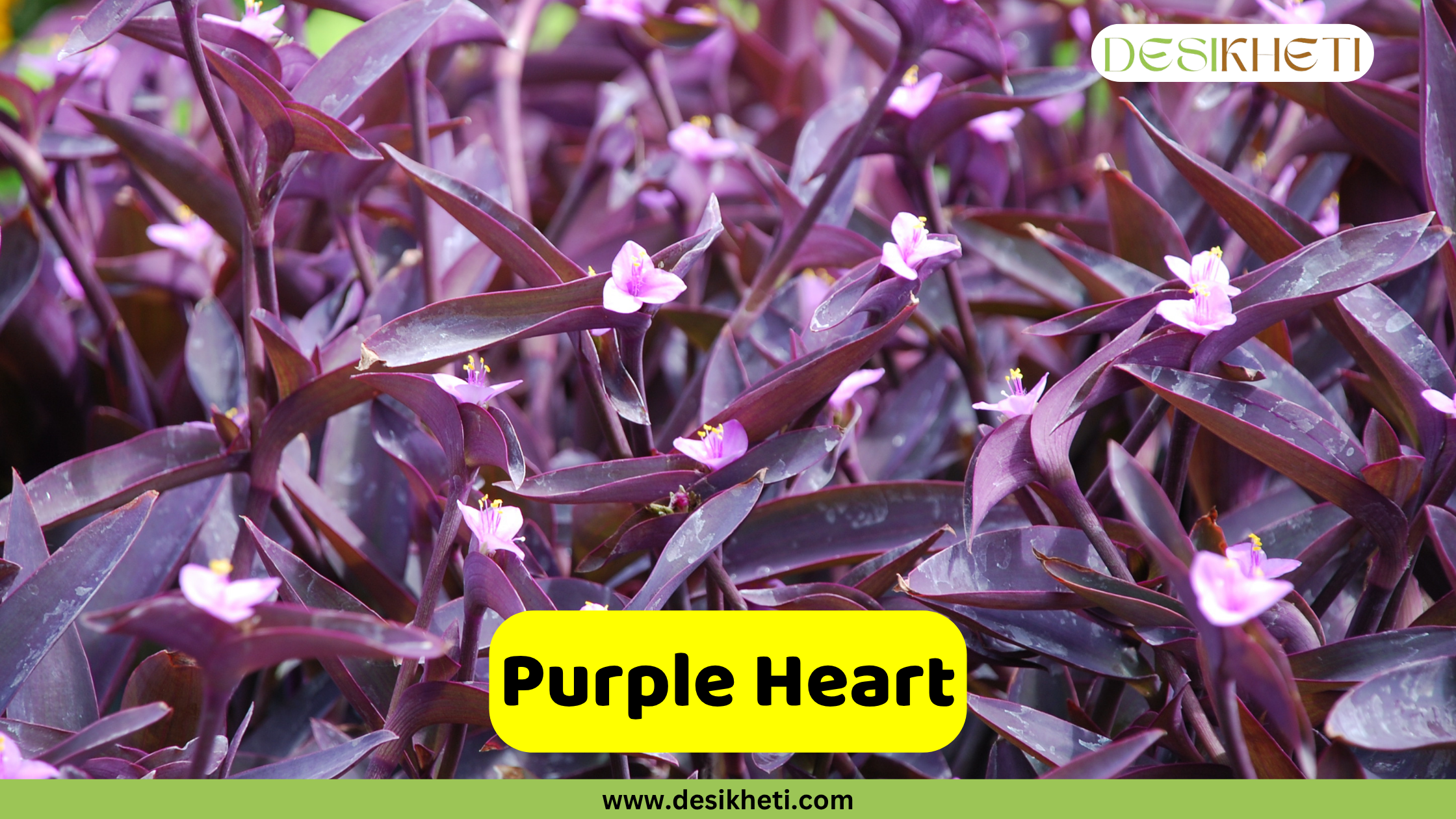 
A close-up of a Purple Heart plant, Tradescantia pallida, showcasing its striking deep purple, lance-shaped leaves and small, delicate pinkish-purple three-petaled flowers with yellow centers. A yellow text box in the lower middle of the image reads "Purple Heart". The "DESIKHETI" logo is in the top right corner, and "www.desikheti.com" is at the bottom of the image.