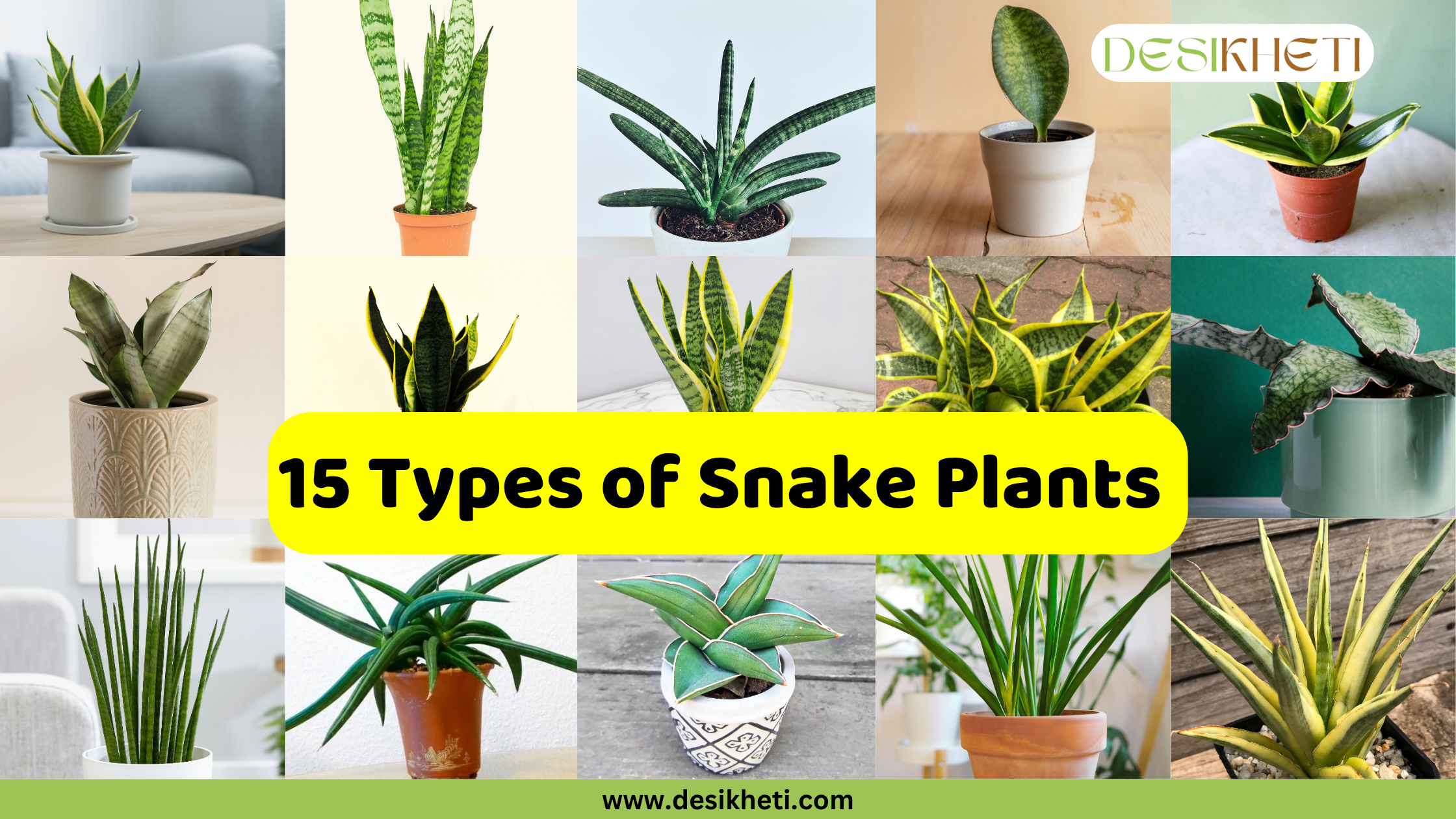A grid displaying 15 different varieties of snake plants, each in its own pot, against various backgrounds. The text "15 Types of Snake Plants" is prominently displayed in a yellow banner across the center. The bottom of the image includes the website "www.desikheti.com".