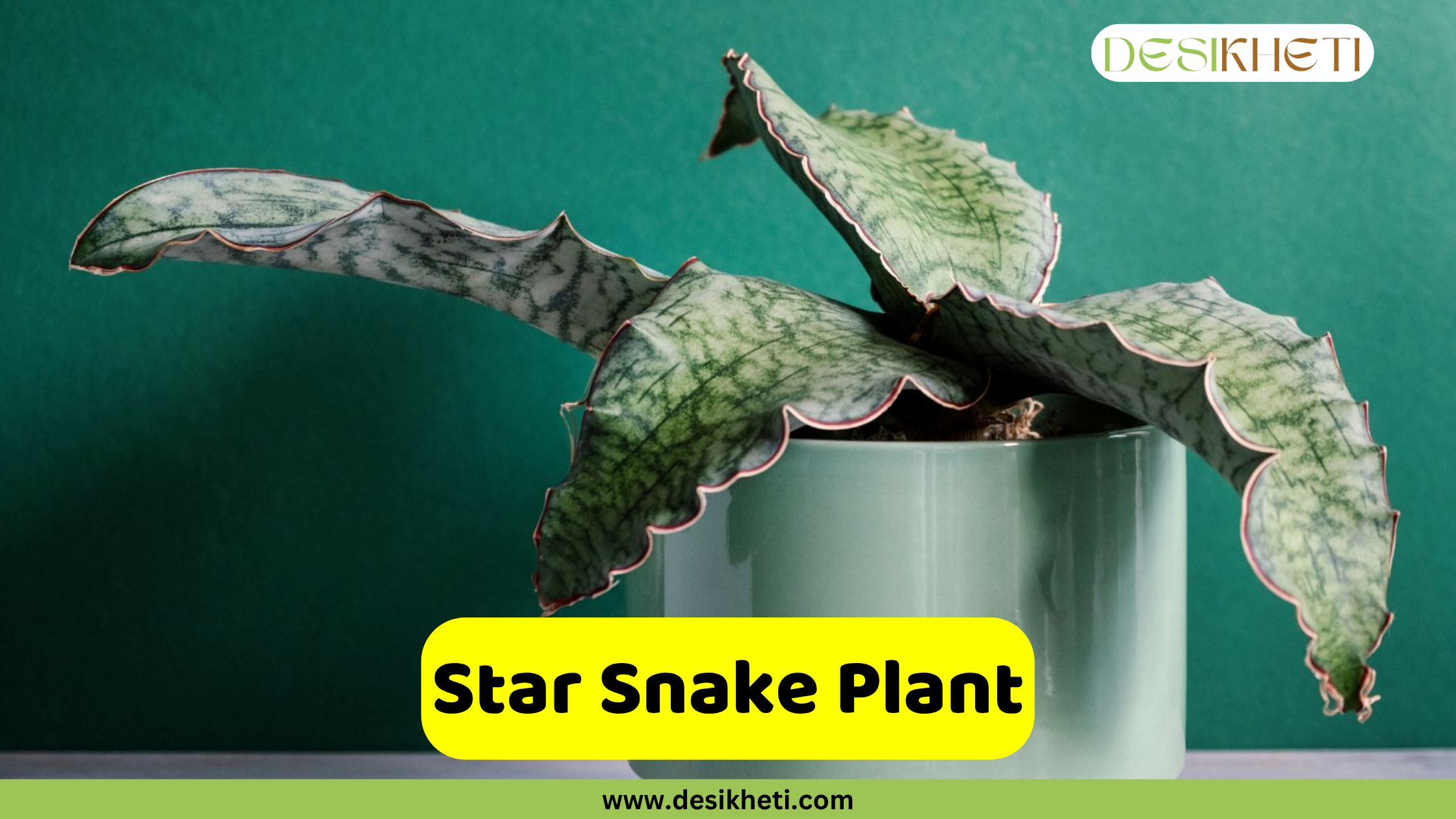 Star Snake Plant
A Star Snake Plant, with broad, wavy, silvery-green leaves, some slightly curled, planted in a mint green pot against a dark green background. A yellow banner with "Star Snake Plant" is displayed at the bottom, above the website "www.desikheti.com".