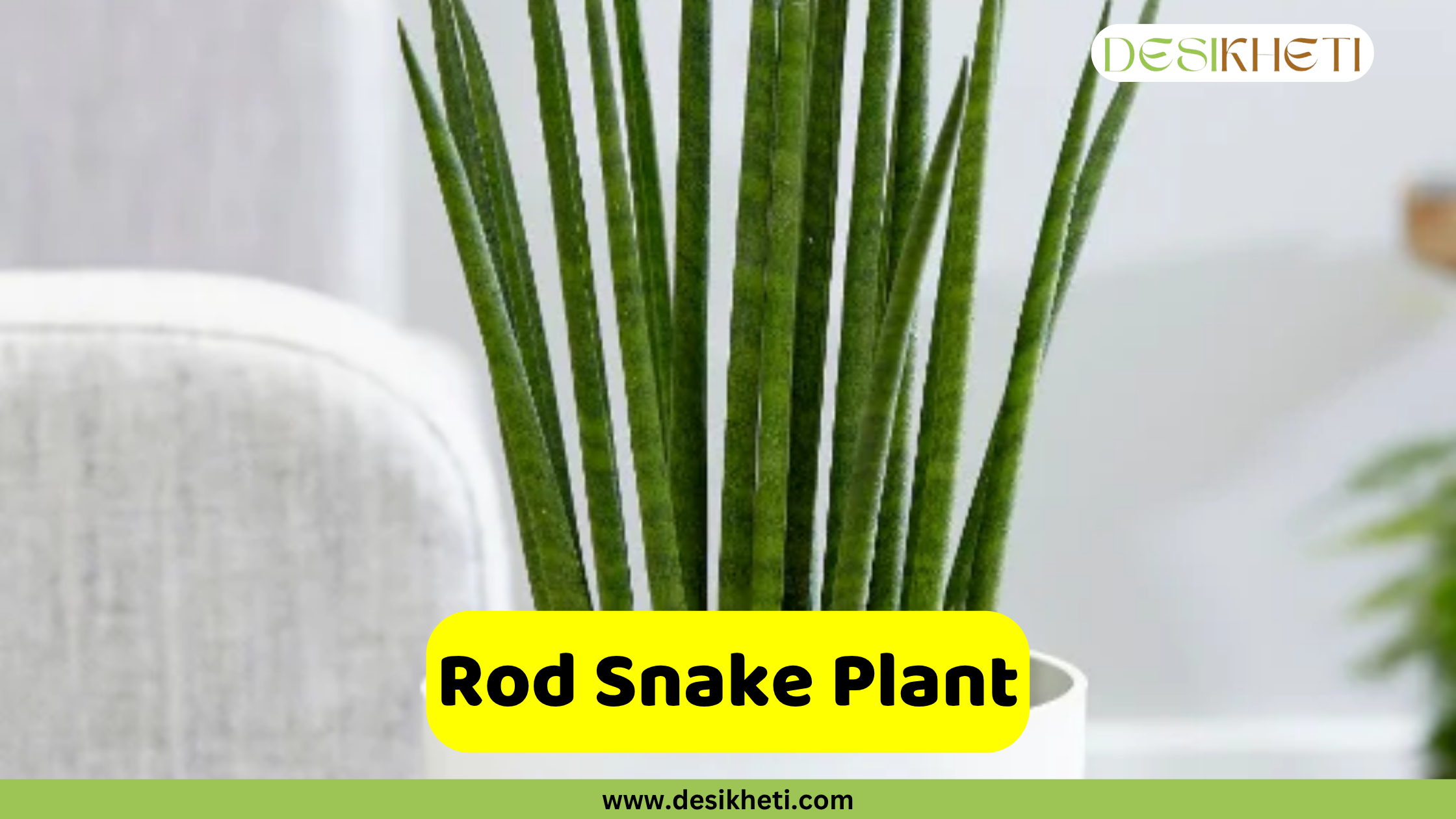 Rod Snake Plant
A Rod Snake Plant featuring numerous slender, upright, dark green cylindrical leaves, planted in a white pot against a blurred background of light-colored furniture. A yellow banner with the text "Rod Snake Plant" is displayed at the bottom, above the website "www.desikheti.com".
