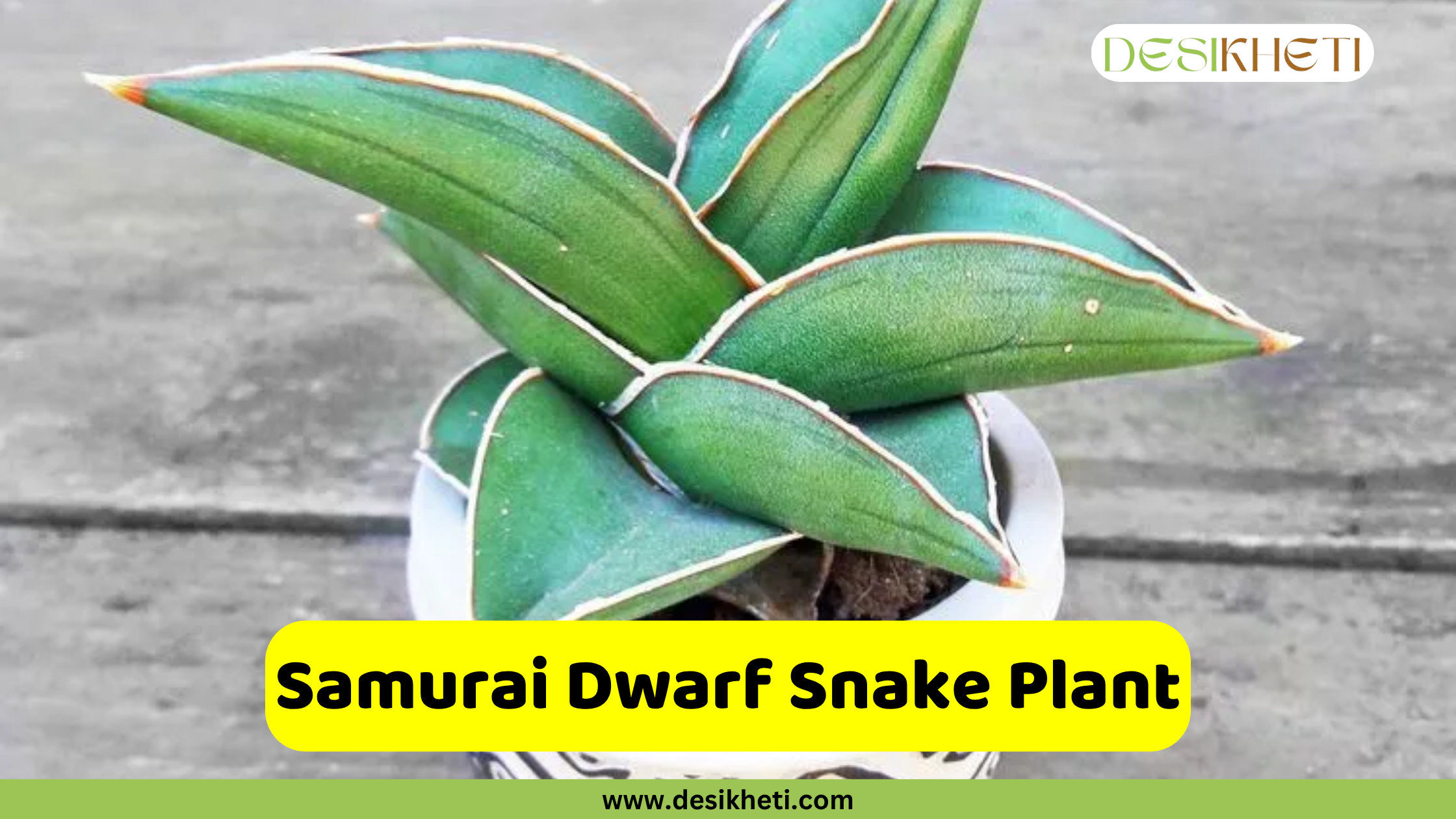 Samurai Dwarf Snake Plant
A Samurai Dwarf Snake Plant, characterized by its short, broad, pointed, bluish-green leaves with reddish-brown edges, arranged in a rosette pattern in a white pot. A yellow banner with the text "Samurai Dwarf Snake Plant" is displayed at the bottom, above the website "www.desikheti.com".