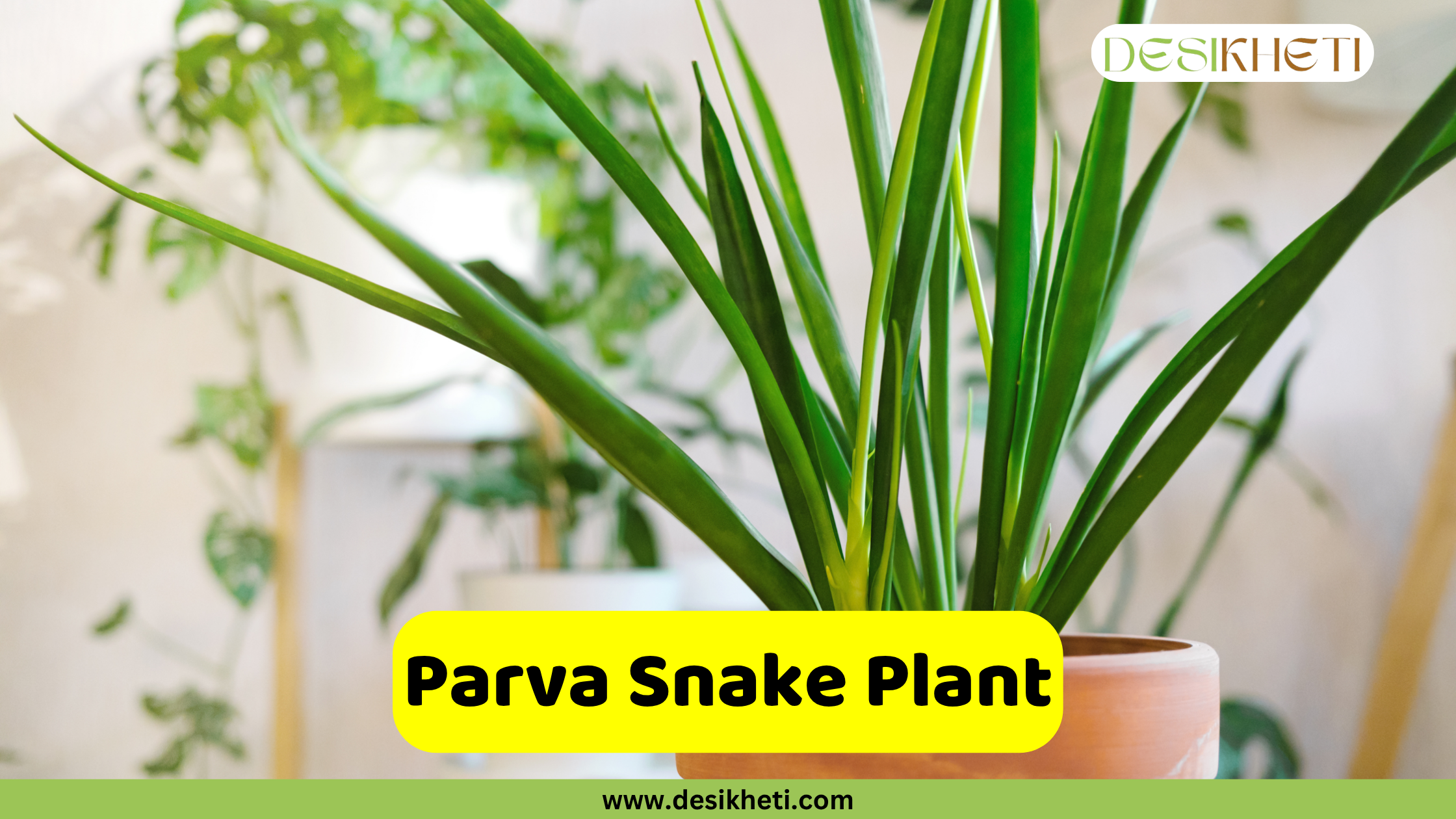 Parva Snake Plant
A close-up of a Parva Snake Plant, featuring numerous long, slender, upright green leaves, in a terracotta pot with other blurred plants in the background. A yellow banner with the text "Parva Snake Plant" is displayed at the bottom, above the website "www.desikheti.com".