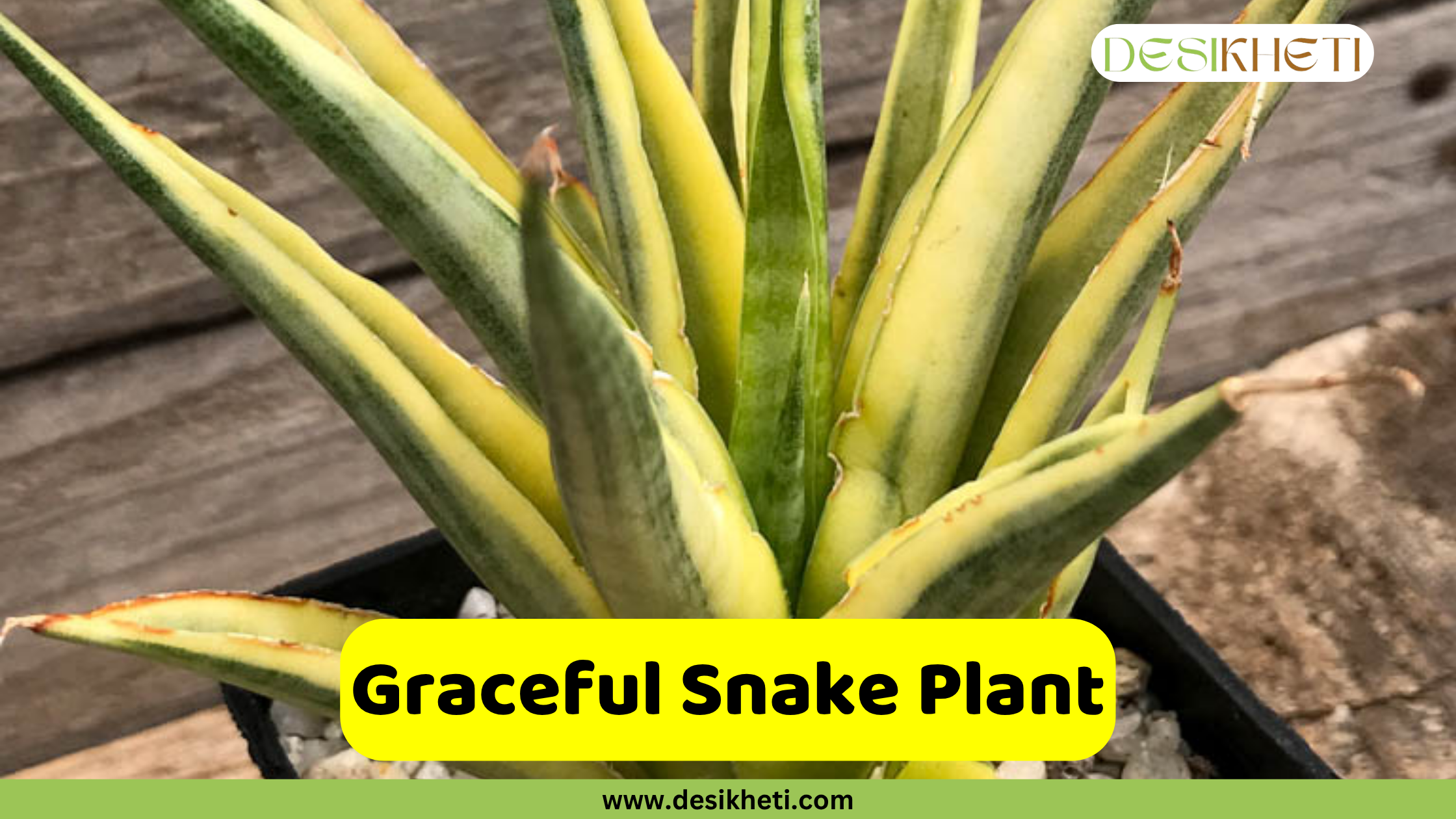 Graceful Snake Plant
A Graceful Snake Plant, with long, slender, pointed leaves that are variegated with shades of green and yellow, growing in a dark pot with white pebbles on the surface. A yellow banner with the text "Graceful Snake Plant" is displayed at the bottom, above the website "www.desikheti.com".