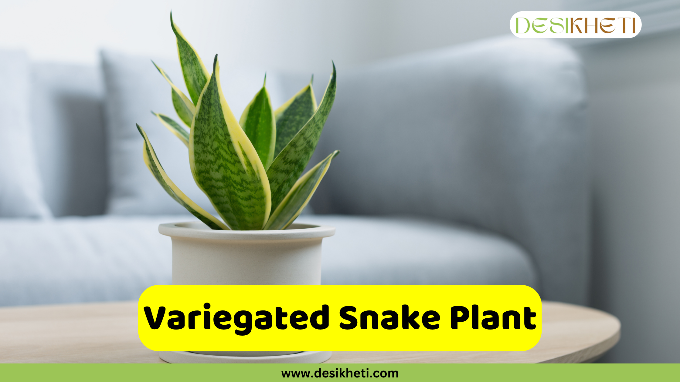 Variegated Snake Plant
A Variegated Snake Plant in a white pot, displaying broad, upright leaves with a mix of dark green and yellow patterns, placed on a light-colored table with a blurred sofa in the background. A yellow banner with the text "Variegated Snake Plant" is displayed at the bottom, above the website "www.desikheti.com".
