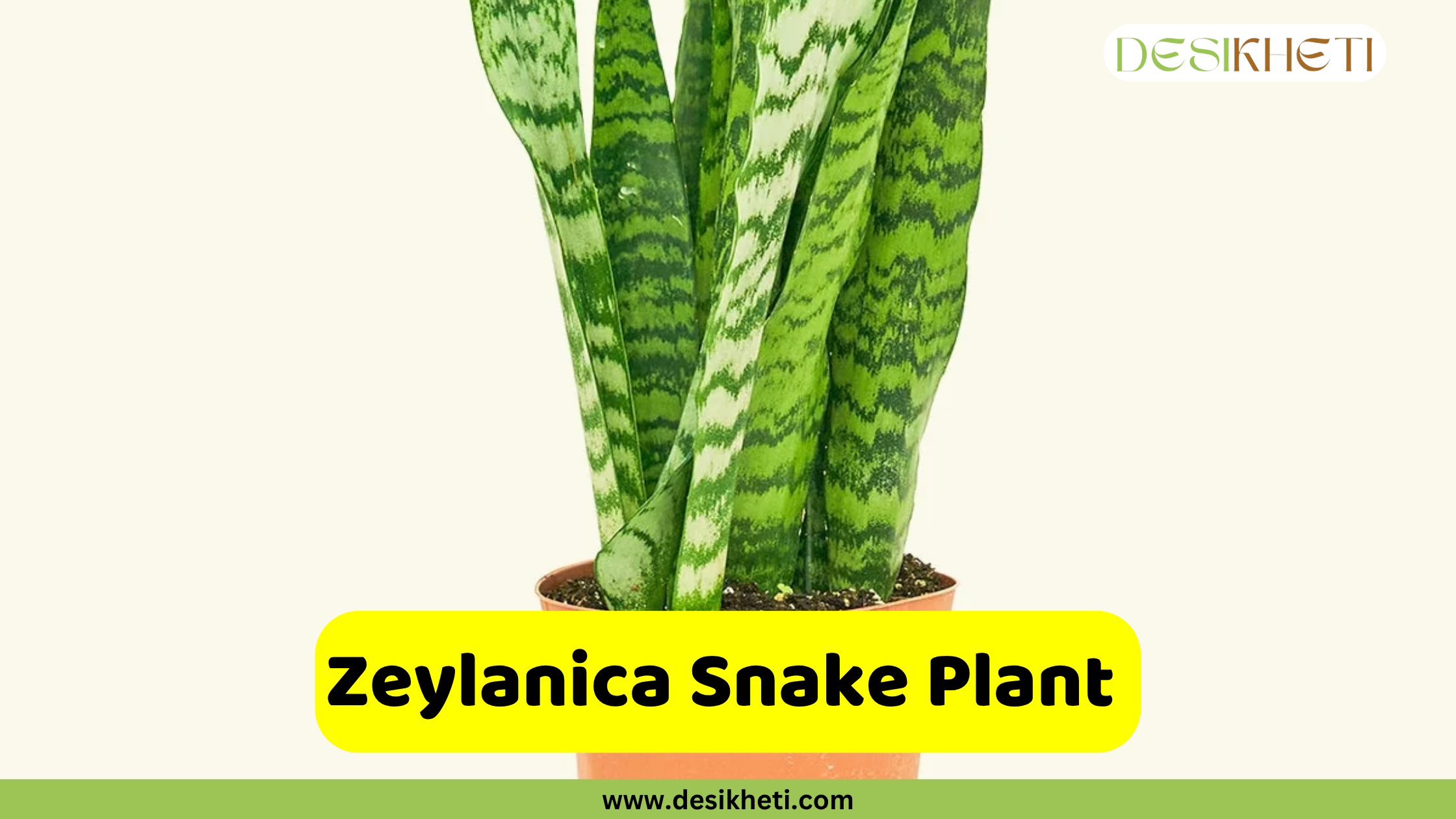 Zeylanica Snake Plant
A close-up of a Zeylanica Snake Plant in a terracotta pot, featuring tall, variegated green and white leaves. A yellow banner across the bottom reads "Zeylanica Snake Plant," and the website "www.desikheti.com" is at the very bottom.