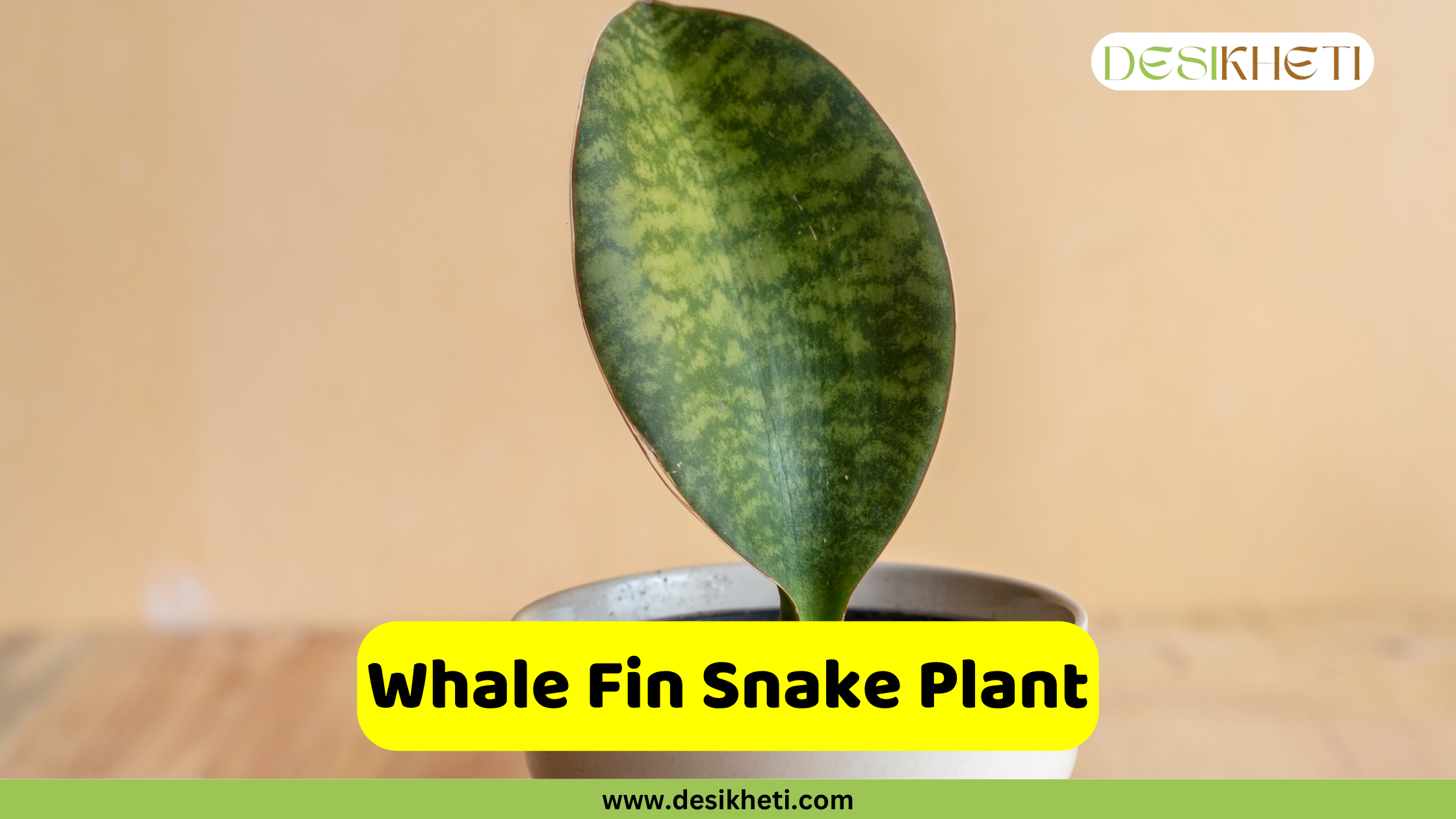 Whale Fin Snake Plant
A Whale Fin Snake Plant, showcasing a single, broad, paddle-shaped leaf with variegated green patterns, potted in a small grey container. A yellow banner with the text "Whale Fin Snake Plant" is displayed at the bottom, along with the website "www.desikheti.com".