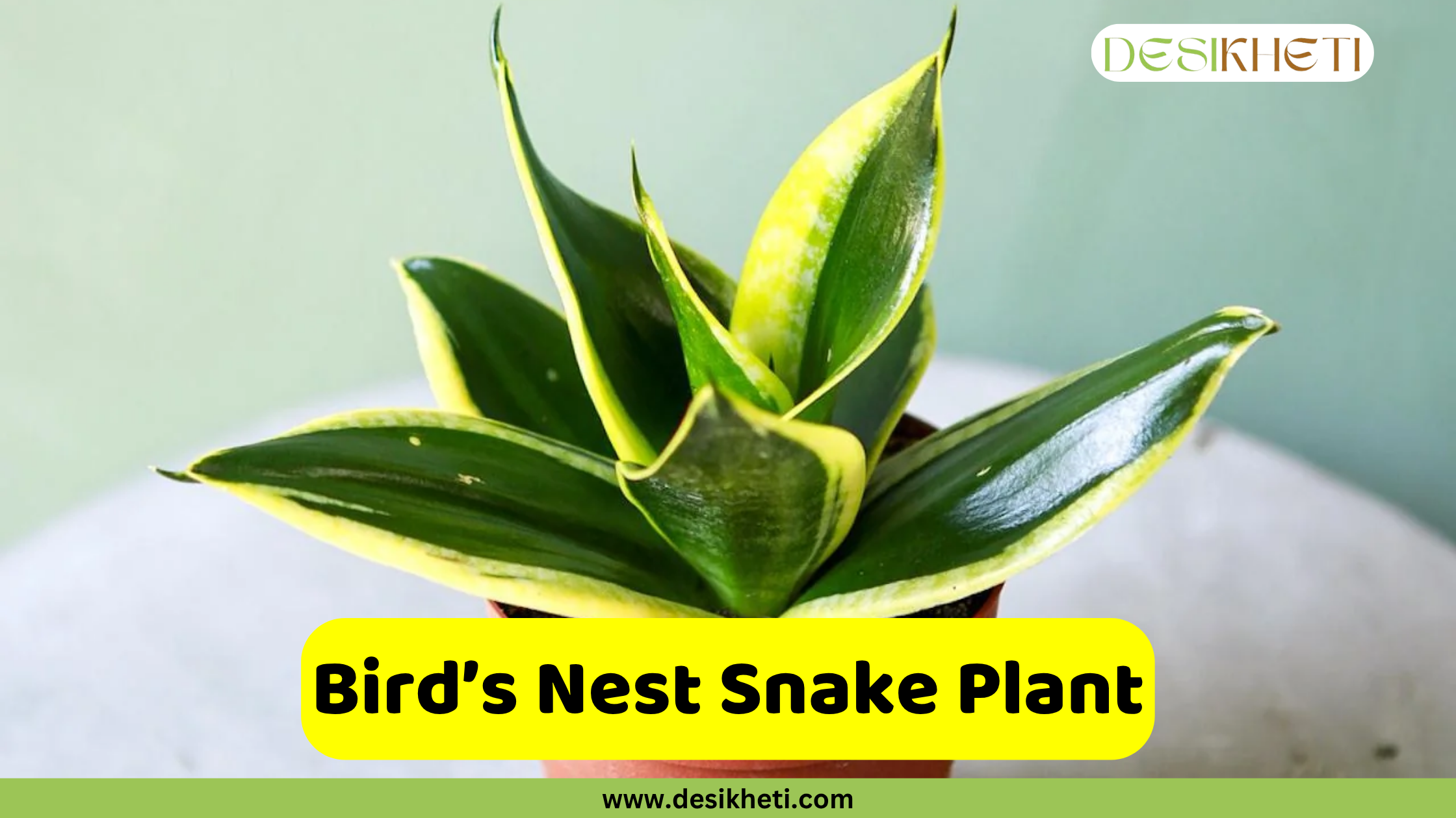 Bird's Nest Snake Plant
A close-up of a Bird's Nest Snake Plant, featuring short, broad leaves with vibrant green centers and bright yellow edges, fanning out in a rosette shape from a brown pot. A yellow banner across the bottom reads "Bird's Nest Snake Plant," and the website "www.desikheti.com" is displayed below it.