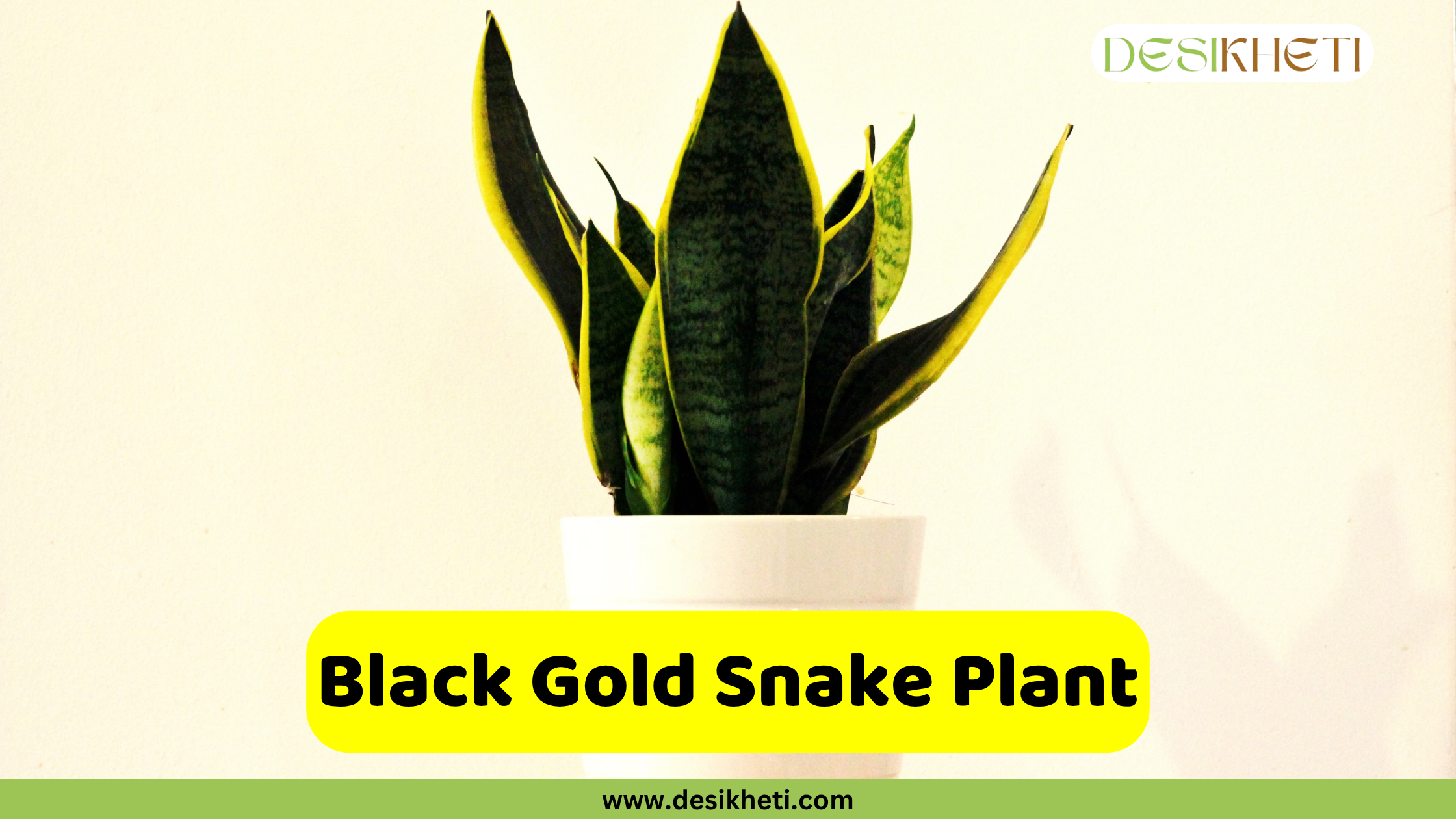 Black Gold Snake Plant
A Black Gold Snake Plant with upright, dark green leaves featuring prominent yellow edges, presented in a white pot. A yellow banner with the text "Black Gold Snake Plant" is displayed at the bottom, above the website "www.desikheti.com".