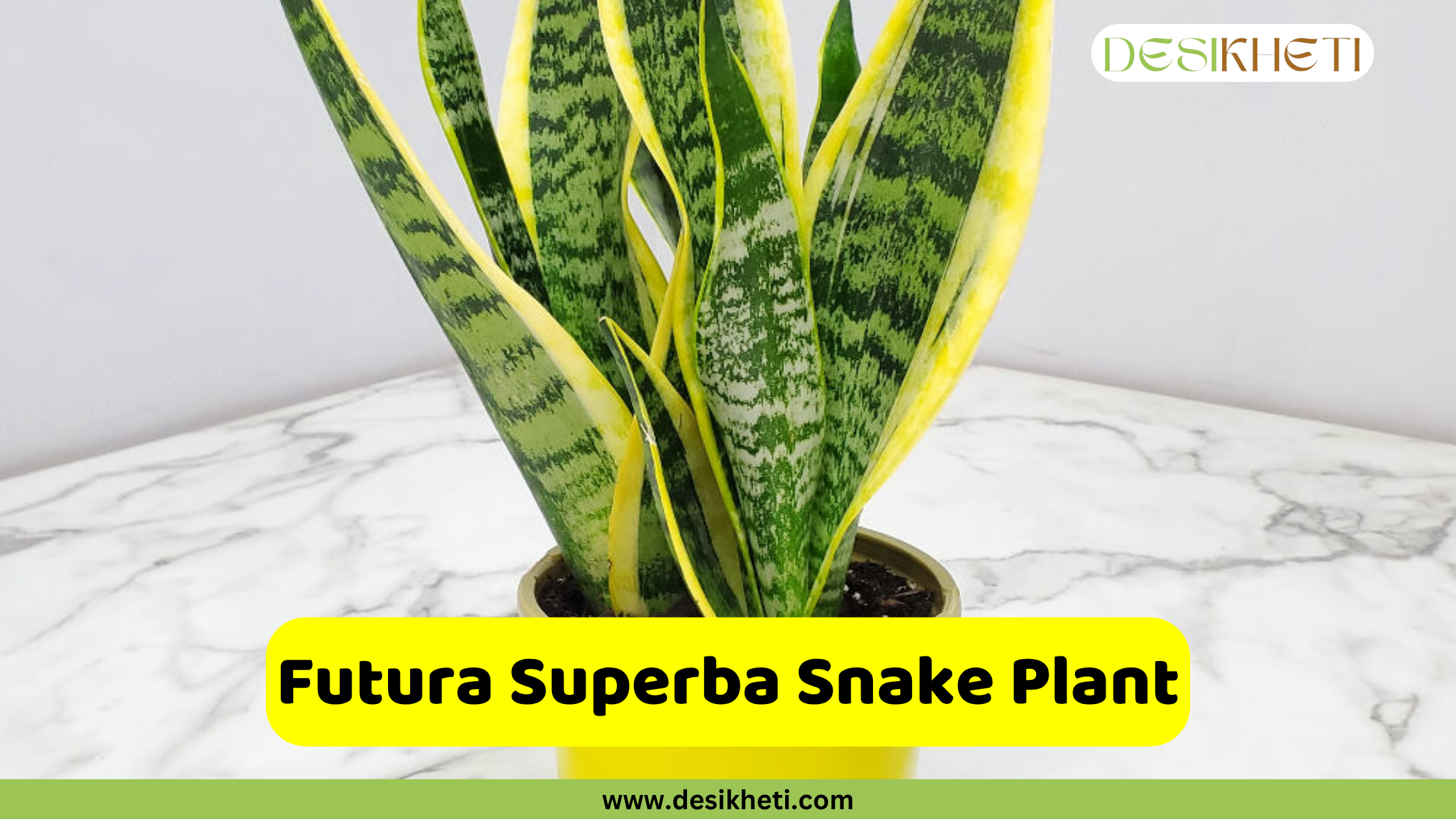 Futura Superba Snake Plant
A Futura Superba Snake Plant with short, broad, variegated leaves featuring green centers and wide yellow margins, in a golden-brown pot on a marble-patterned surface. A yellow banner with the text "Futura Superba Snake Plant" is displayed at the bottom, above the website "www.desikheti.com".