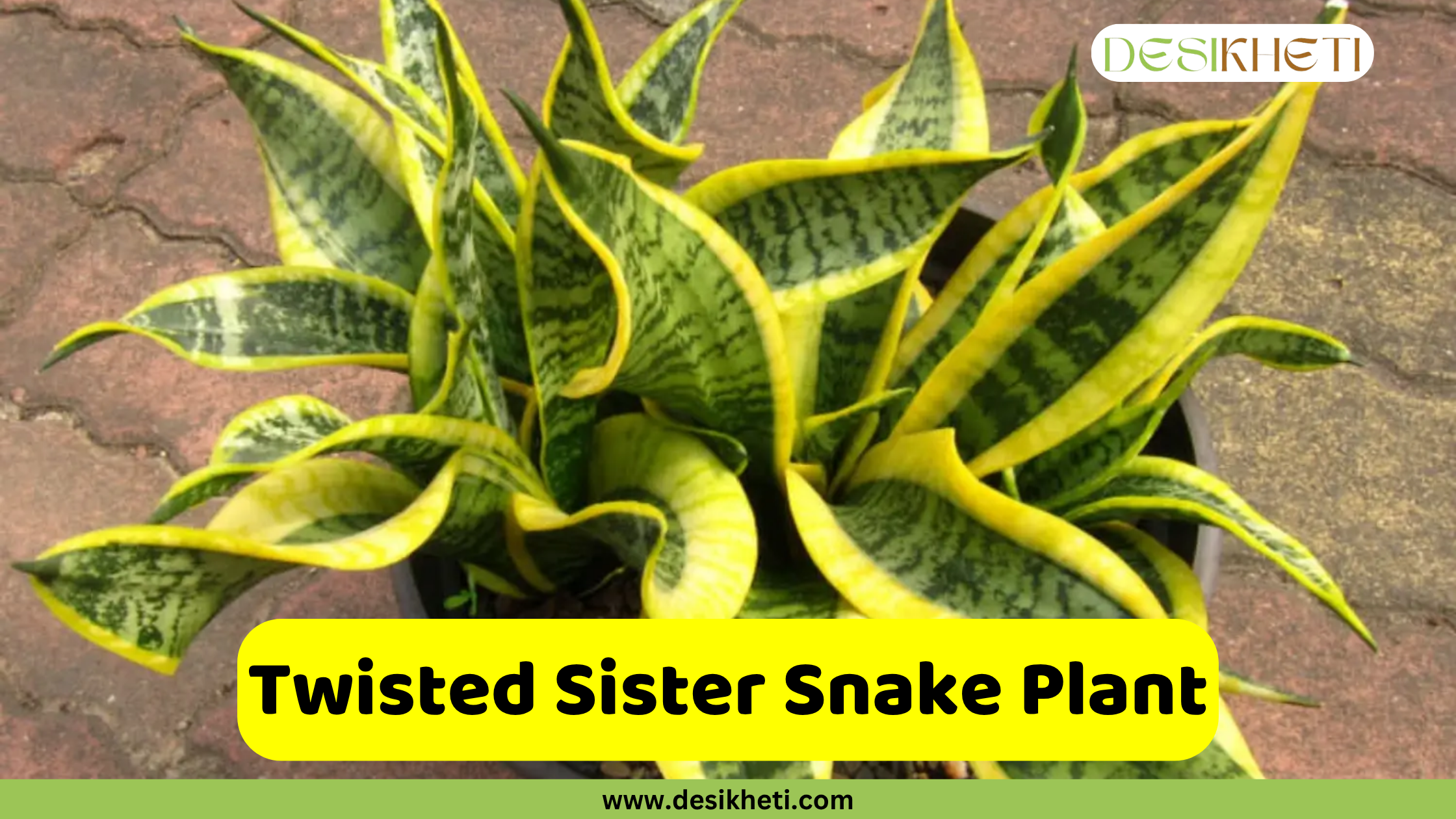 Twisted Sister Snake Plant
A Twisted Sister Snake Plant with numerous broad, arching leaves that are green with yellow edges, growing densely in a black pot, set outdoors on what appears to be a paved surface. A yellow banner across the bottom reads "Twisted Sister Snake Plant," and the website "www.desikheti.com" is displayed below it.
