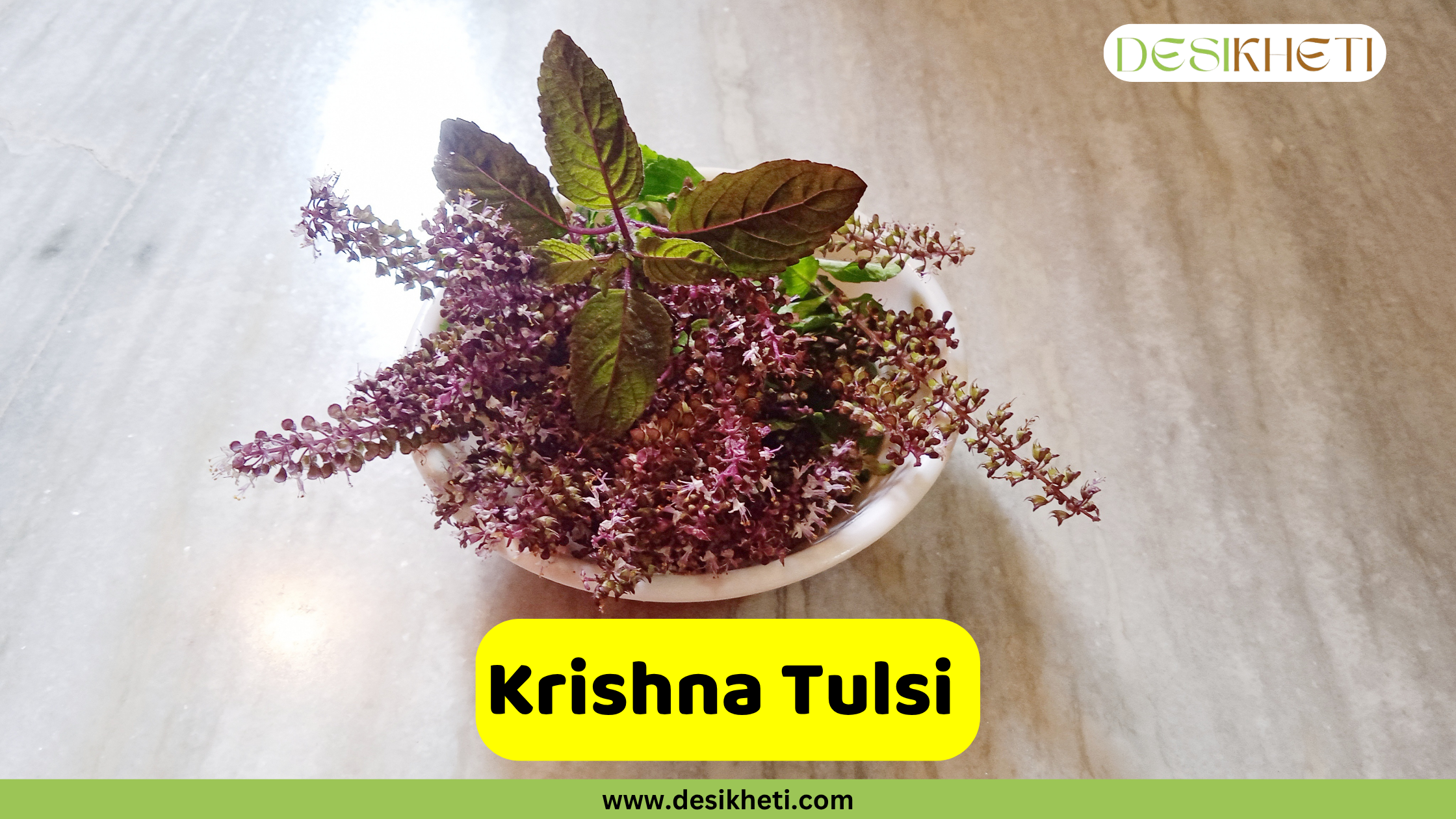 
A close-up of Krishna Tulsi, a variety of holy basil, on a white plate against a light marble background. The plant features dark green to purplish-brown leaves and numerous spikes of small, dense, reddish-purple flowers. A prominent yellow banner at the bottom displays the text "Krishna Tulsi." The top right corner includes the "DESIKHETI" logo, and the bottom of the image has the website address "www.desikheti.com."