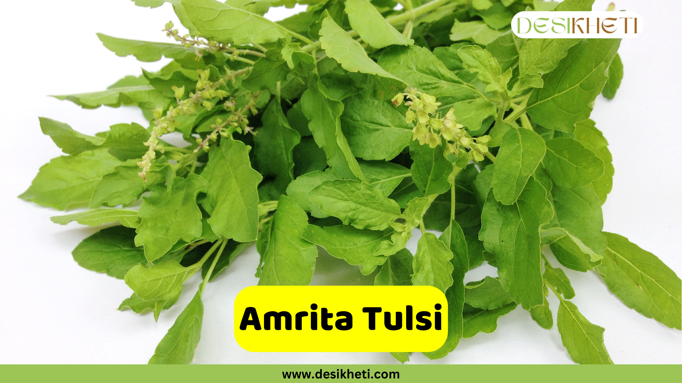 
A bunch of fresh, vibrant green Amrita Tulsi leaves with some small, light-colored flower spikes, laid out against a white background. A yellow banner with the text "Amrita Tulsi" is positioned prominently in the lower middle. The "DESIKHETI" logo is visible in the top right corner, and the website address "www.desikheti.com" is at the very bottom of the image.