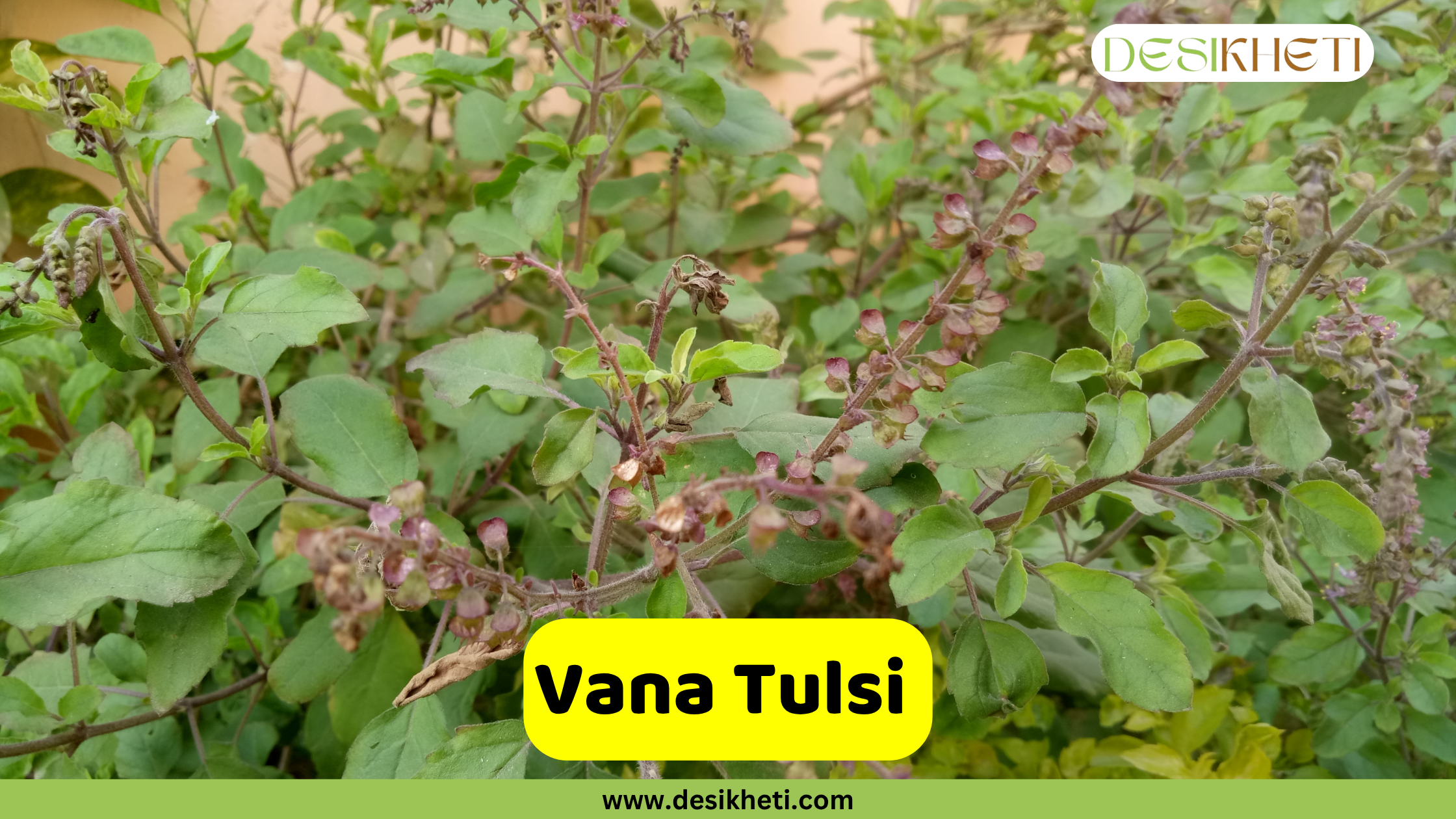 
A Vana Tulsi plant with numerous green leaves and developing flower spikes, some showing a reddish-brown hue. The plant appears to be growing in its natural outdoor environment. A yellow banner in the lower middle of the image prominently displays the text "Vana Tulsi." The "DESIKHETI" logo is visible in the top right corner, and the website address "www.desikheti.com" is at the bottom.