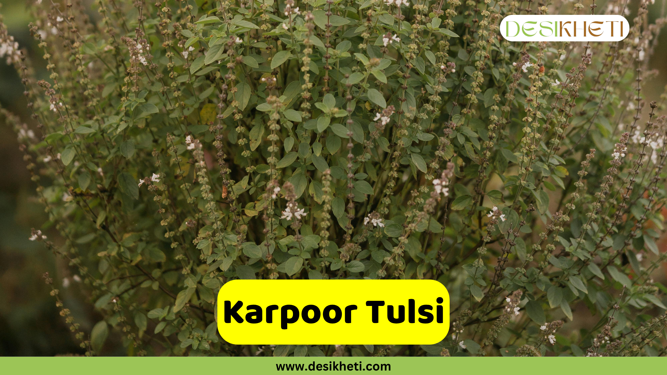 
A full, lush Karpoor Tulsi plant with numerous green leaves and many small, light-colored flowers blooming on its spikes. The plant fills the frame, showcasing its dense foliage. A yellow banner with the text "Karpoor Tulsi" is positioned in the lower middle. The "DESIKHETI" logo is in the top right corner, and the website address "www.desikheti.com" is at the bottom of the image.