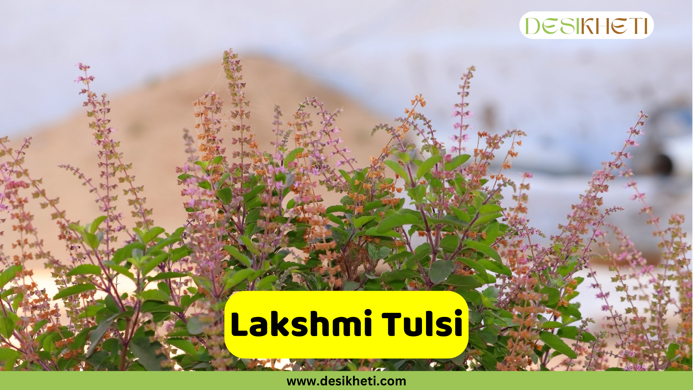 
A cluster of Lakshmi Tulsi plants with vibrant green leaves and numerous tall, slender flower spikes adorned with small, light purple blooms. The background is softly blurred, focusing attention on the plants. A prominent yellow banner near the bottom center features the text "Lakshmi Tulsi." The "DESIKHETI" logo is visible in the top right corner, and the website address "www.desikheti.com" is displayed at the very bottom.