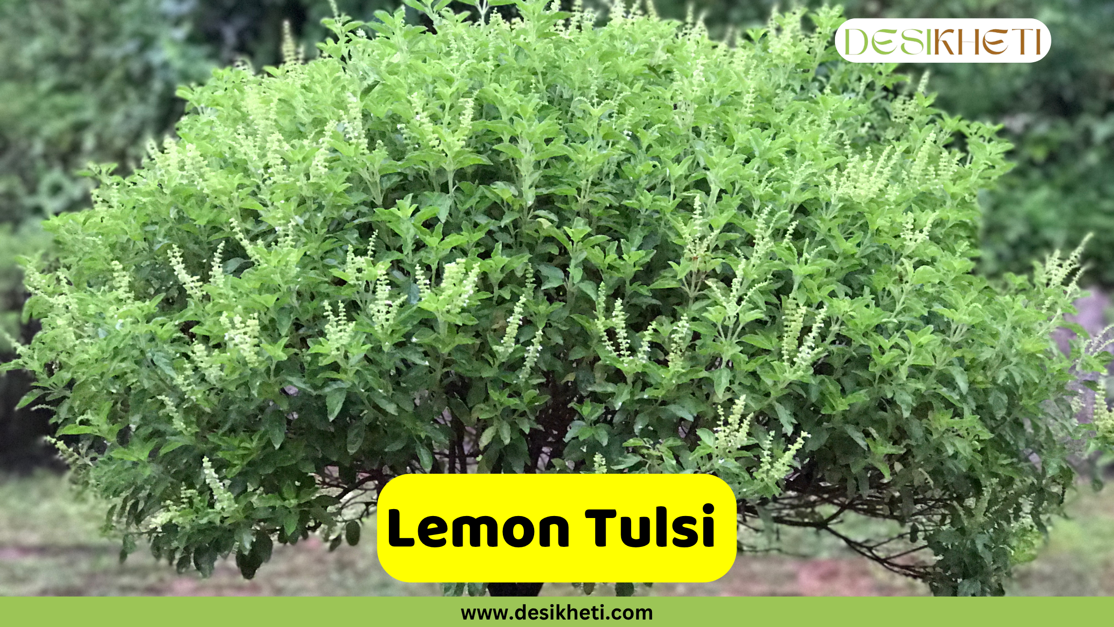 
A vibrant and bushy Lemon Tulsi plant, densely covered in bright green leaves and numerous light-colored, almost white, flower spikes. The plant appears to be well-established outdoors, with a blurred green background. A prominent yellow banner near the bottom center features the text "Lemon Tulsi." The "DESIKHETI" logo is visible in the top right corner, and the website address "www.desikheti.com" is displayed at the very bottom.