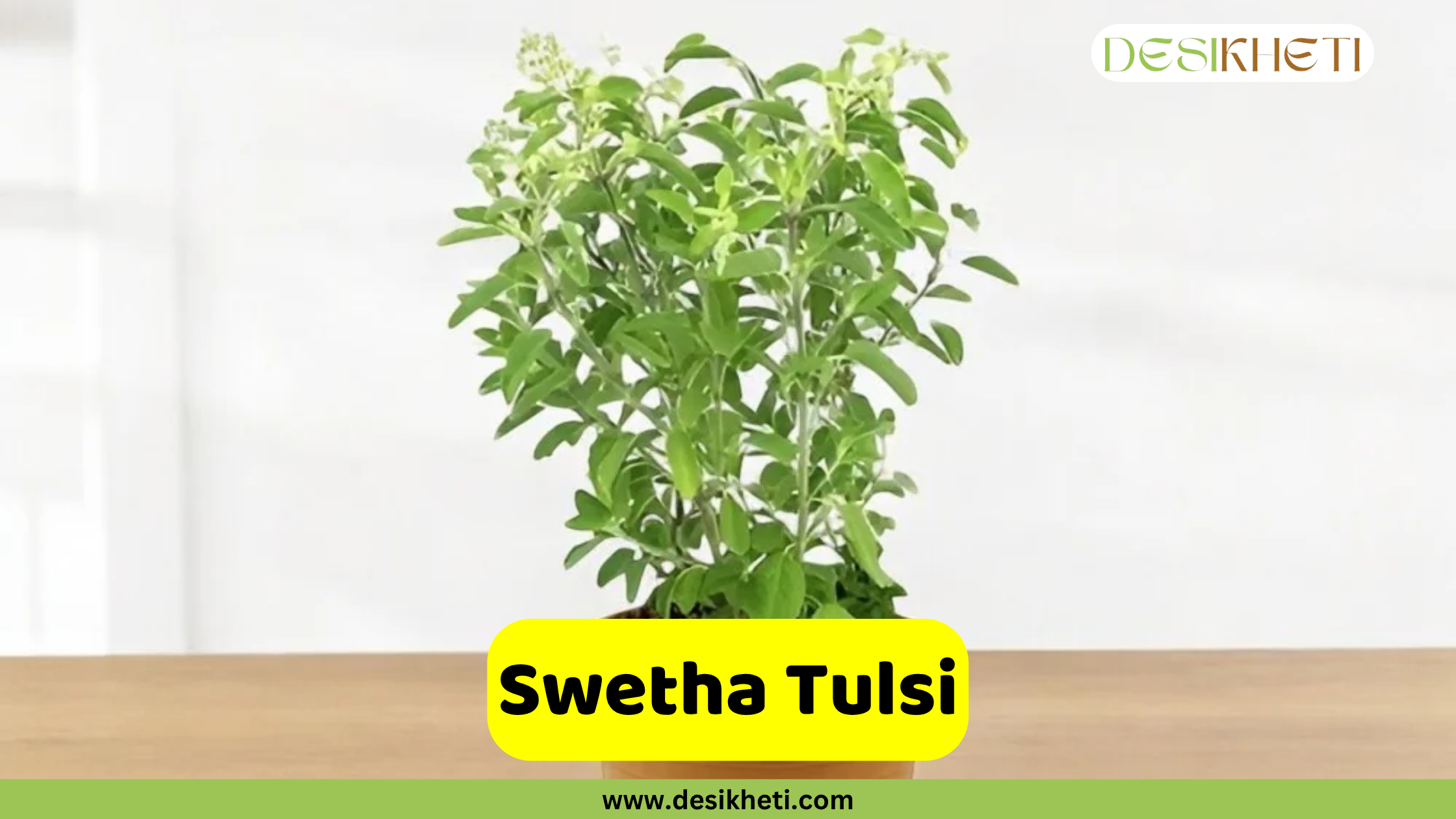 
A vibrant Swetha Tulsi plant with bright green leaves and light-colored flower spikes, potted in a brown terracotta pot. The plant stands on a wooden surface against a light, blurred background. A prominent yellow banner near the bottom center features the text "Swetha Tulsi." The "DESIKHETI" logo is visible in the top right corner, and the website address "www.desikheti.com" is displayed at the very bottom.
