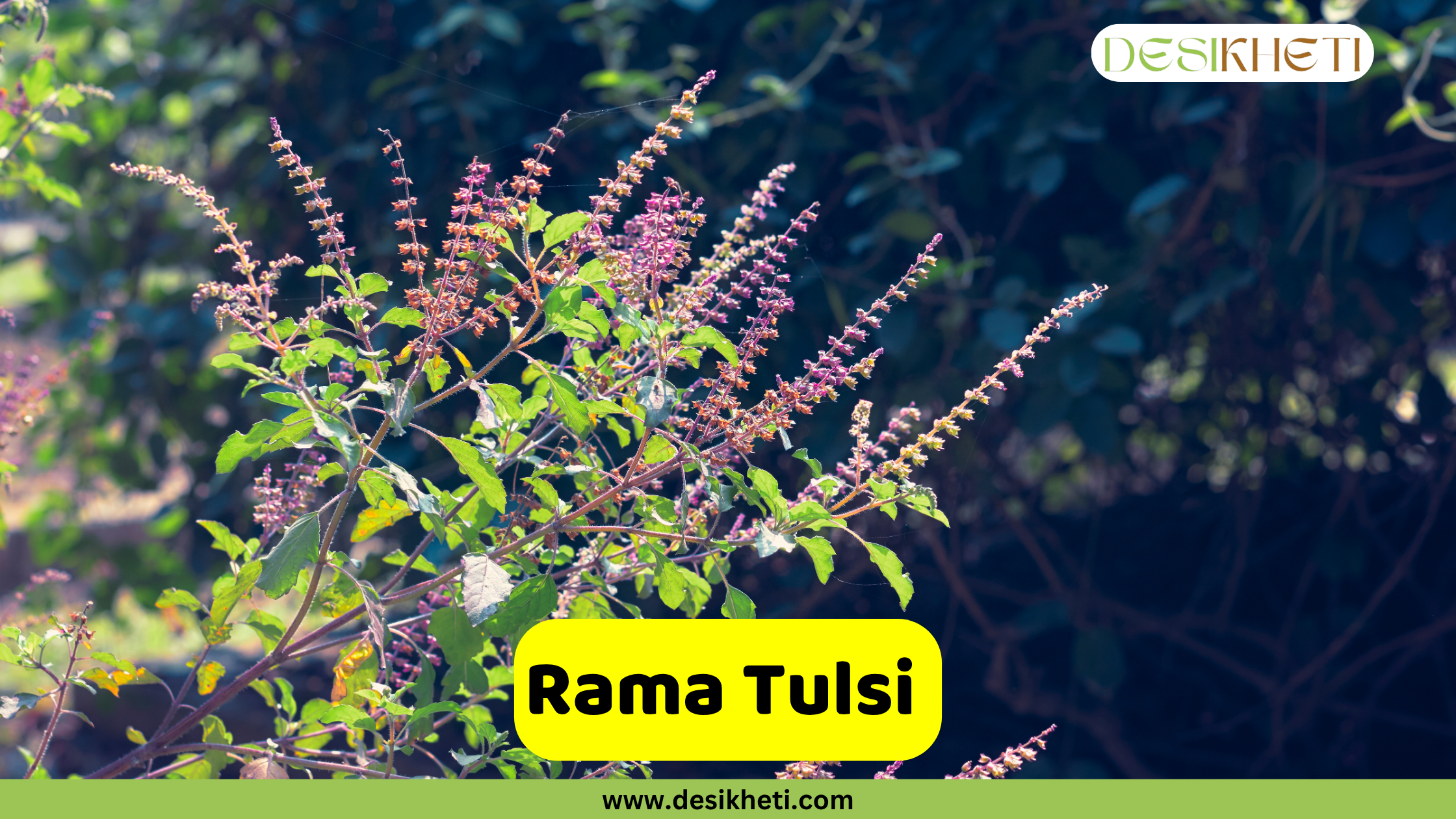 
A cluster of Rama Tulsi plants, characterized by their green leaves and numerous elongated flower spikes with small, light purple blooms. The plants are shown outdoors, with a blurred green and dark background. A prominent yellow banner near the bottom center features the text "Rama Tulsi." The "DESIKHETI" logo is visible in the top right corner, and the website address "www.desikheti.com" is displayed at the very bottom.
