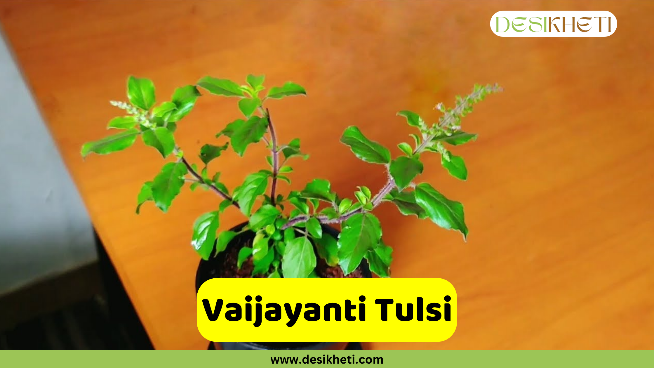 
A potted Vaijayanti Tulsi plant with bright green leaves and small flower spikes, set against a blurred brown background. The plant has several branches and appears healthy. A prominent yellow banner near the bottom center features the text "Vaijayanti Tulsi." The "DESIKHETI" logo is visible in the top right corner, and the website address "www.desikheti.com" is displayed at the very bottom.