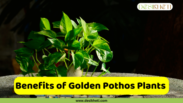 A golden pothos plant with variegated green and yellow leaves in a small pot sits on a light grey, textured surface. The background is dark, providing a strong contrast that highlights the plant. A yellow banner at the bottom of the image reads "Benefits of Golden Pothos Plants." The image also includes a "DESIKHETI" logo in the top right corner and the website address "www.desikheti.com" at the bottom.