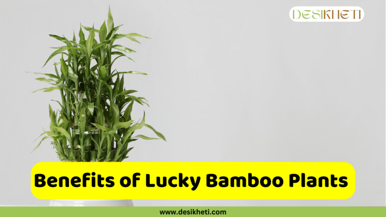 A potted lucky bamboo plant with multiple stalks and green leaves is positioned in the center against a plain grey background. A yellow banner at the bottom of the image reads "Benefits of Lucky Bamboo Plants." The image also includes a "DESIKHETI" logo in the top right corner and the website address "www.desikheti.com" at the bottom.