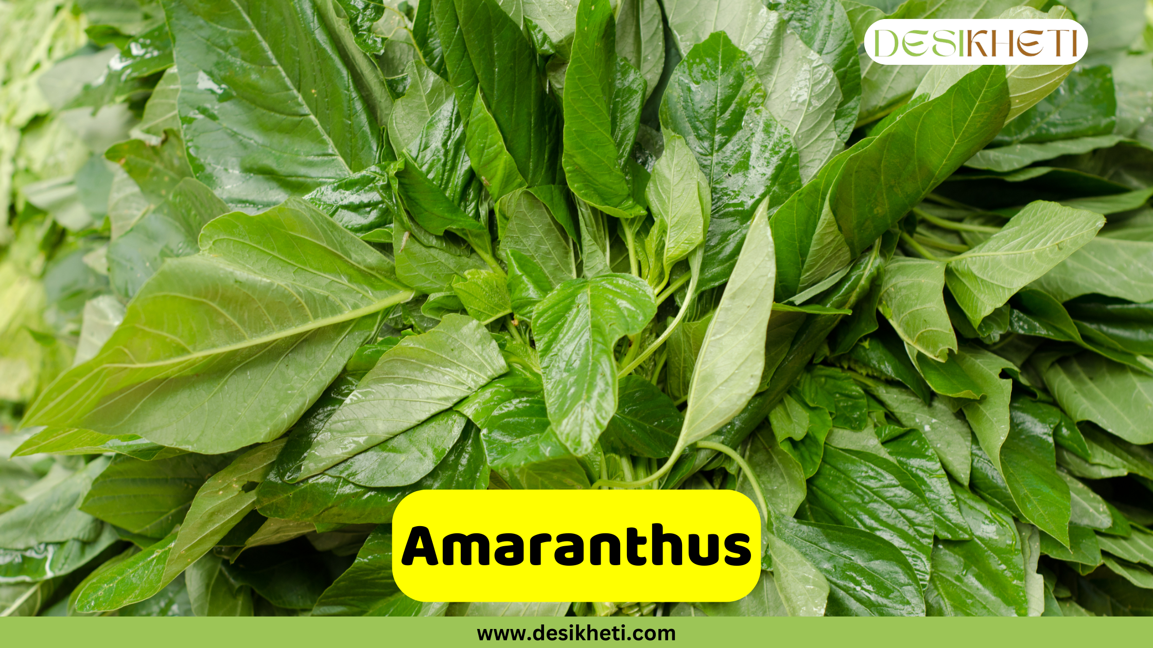 
"Amaranthus" poster featuring a large, fresh bunch of amaranth leaves. The logo "DESIKHETI" is in the top right corner. The website address "www.desikheti.com" is at the bottom center.