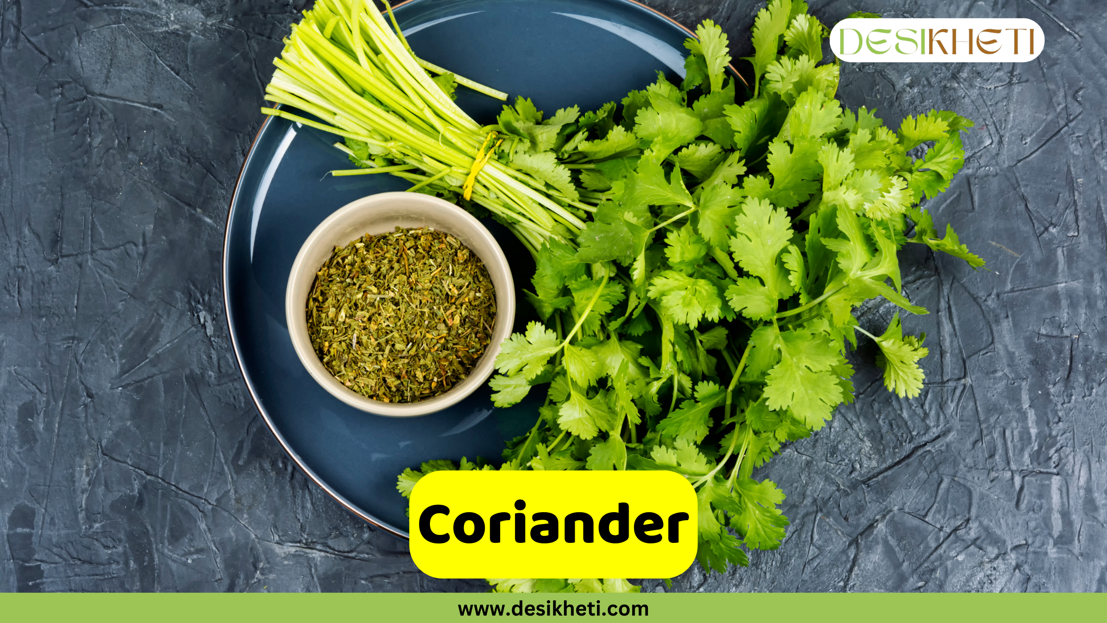 
"Coriander" poster showing a bunch of fresh coriander leaves and a small bowl of dried coriander powder on a dark blue plate. The logo "DESIKHETI" is in the top right corner. The website address "www.desikheti.com" is at the bottom center.