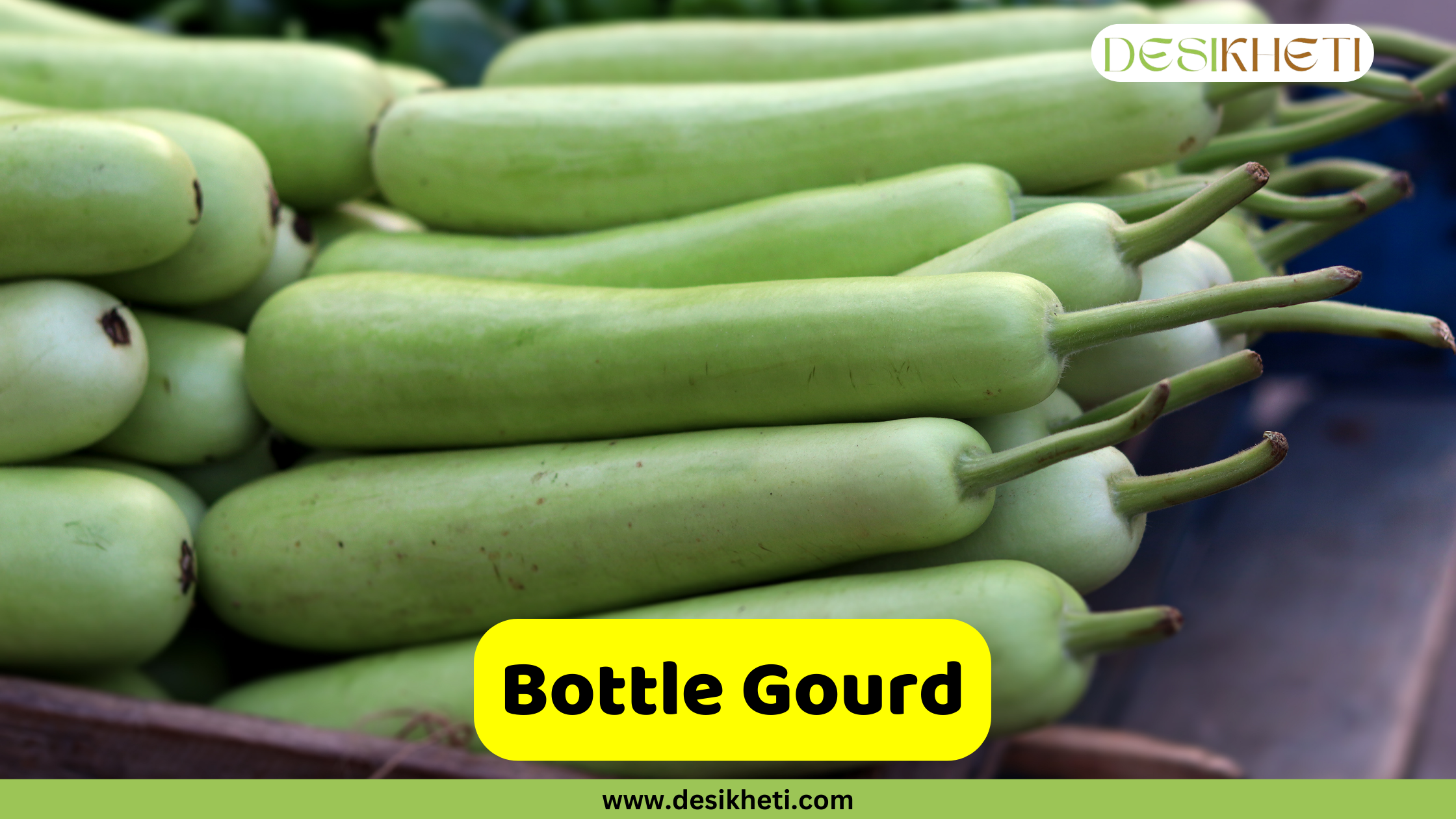 
"Bottle Gourd" poster showing a close-up of several bottle gourds stacked in a crate, with their light green skin and slender shape clearly visible. The logo "DESIKHETI" is in the top right corner. The website address "www.desikheti.com" is at the bottom center.