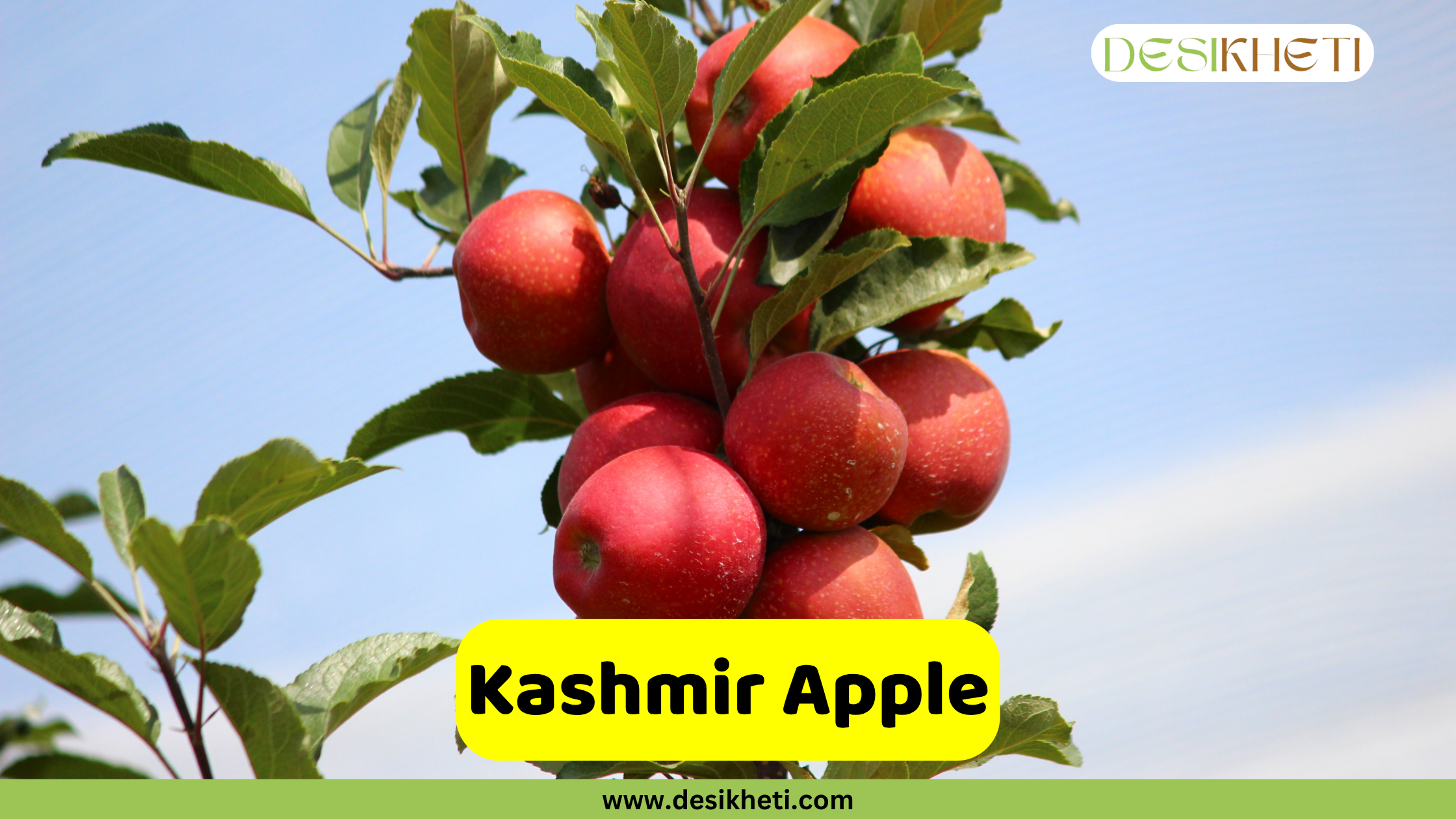 
A branch of an apple tree laden with ripe, red Kashmir apples, with green leaves, set against a bright blue sky. A yellow banner at the bottom reads "Kashmir Apple" with the website "www.desikheti.com" below it. The "DESIKHETI" logo is in the top right corner.