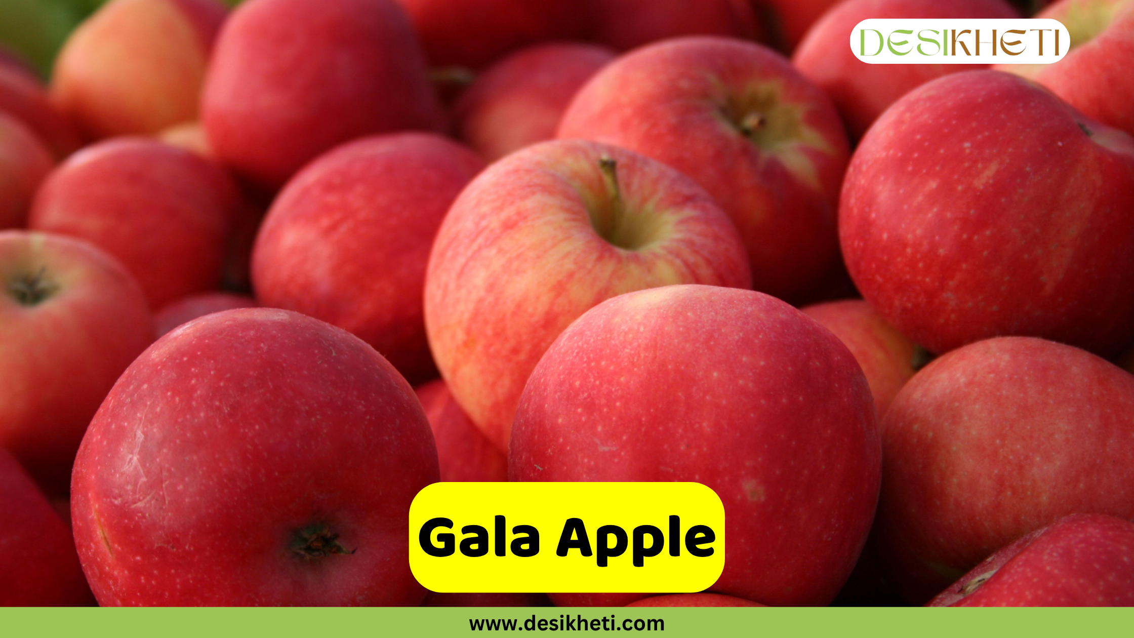 
A large, close-up pile of fresh Gala apples. The apples have a striped red and yellow-orange skin. A yellow banner at the bottom reads "Gala Apple" and the website "www.desikheti.com" is below it. The "DESIKHETI" logo is in the top right corner.